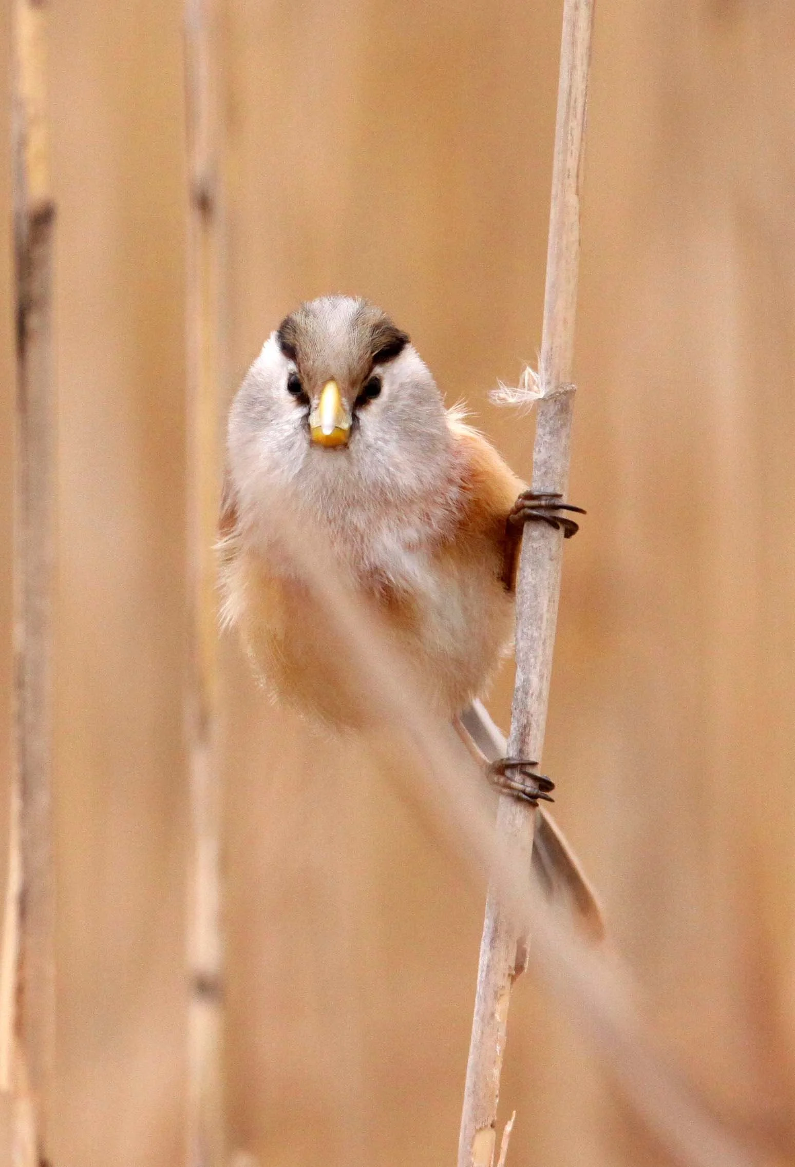 BIRD - PARROTBILL - REED PARROTBILL - YANCHENG CHINA (34).JPG