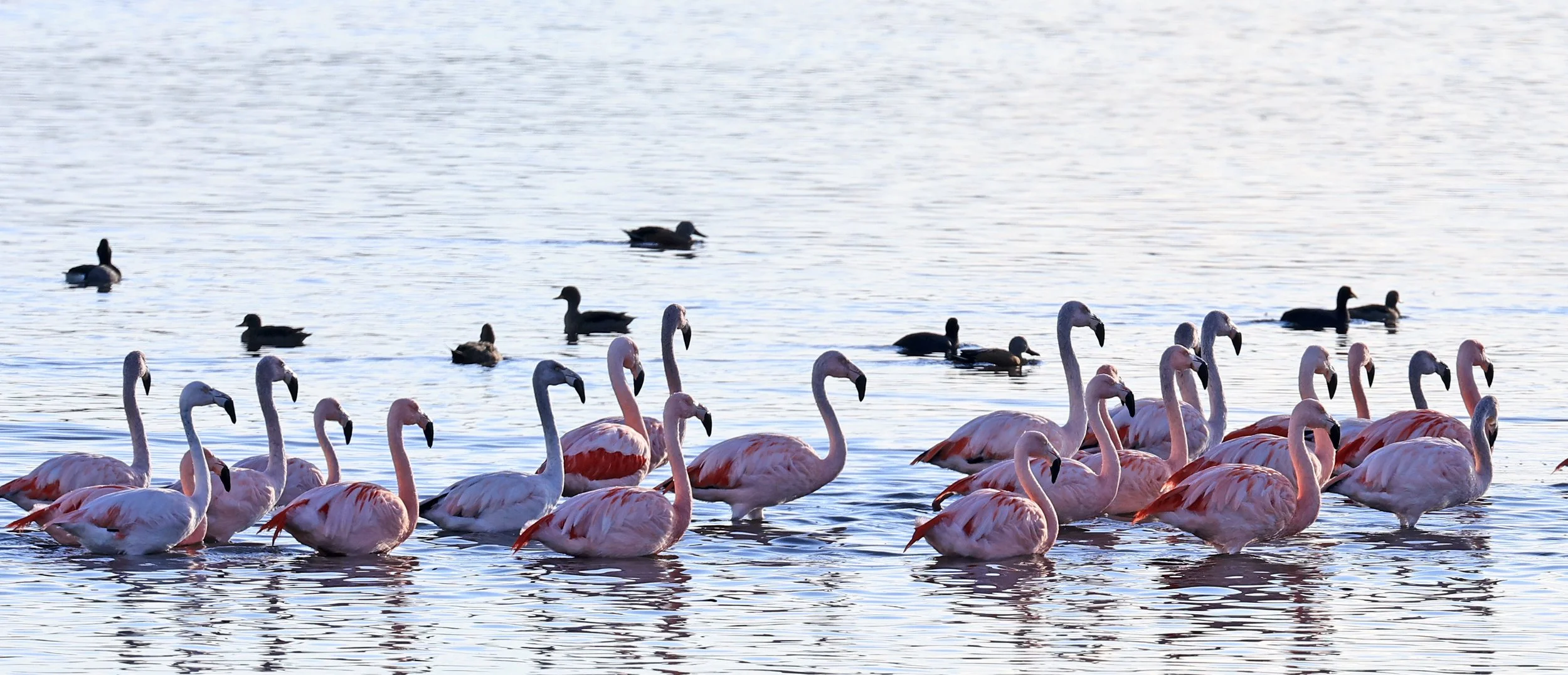 Chilean Flamingo (Phoenicopterus chilensis) Lagunas del Ornitólogo, Trelew Argentina (28).jpg