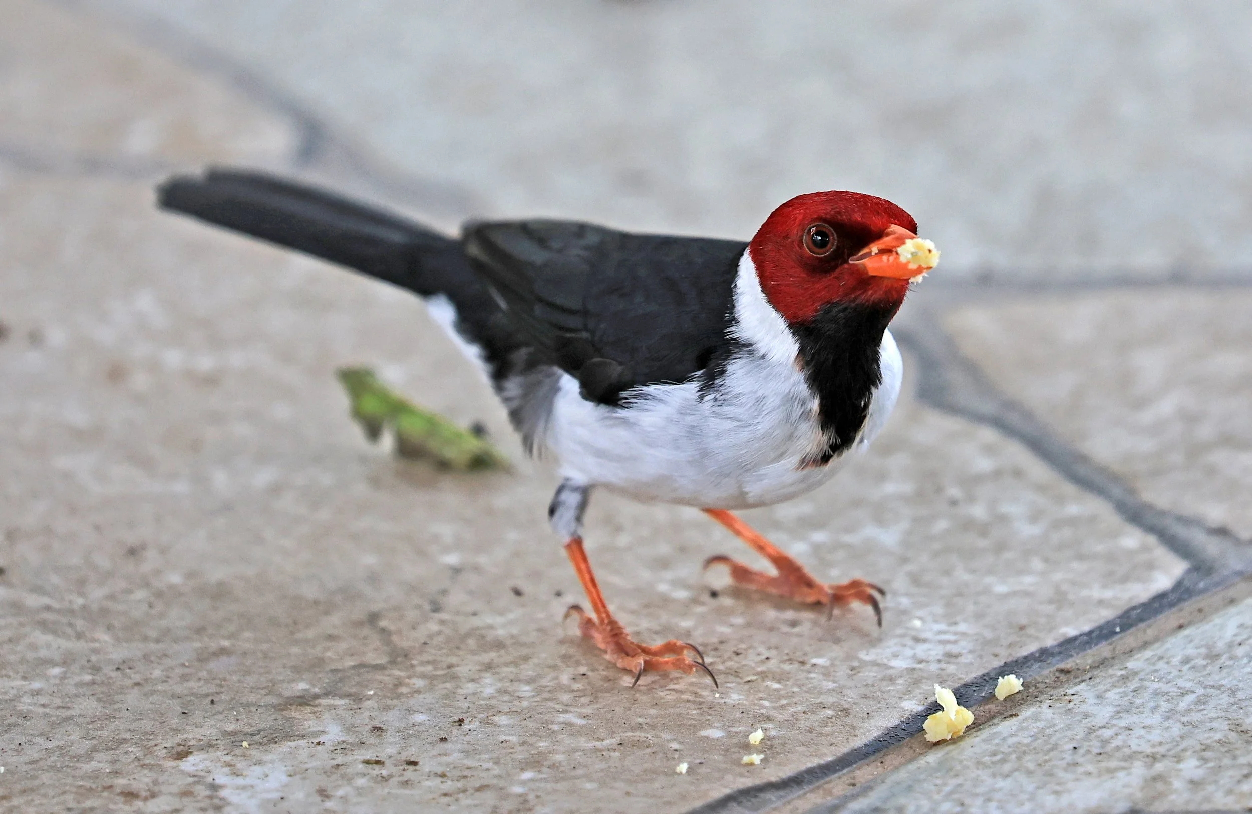 Yellow-billed Cardinal (Paroaria capitata) Hotel Campestre Iparoma Paraguay  (3).jpg