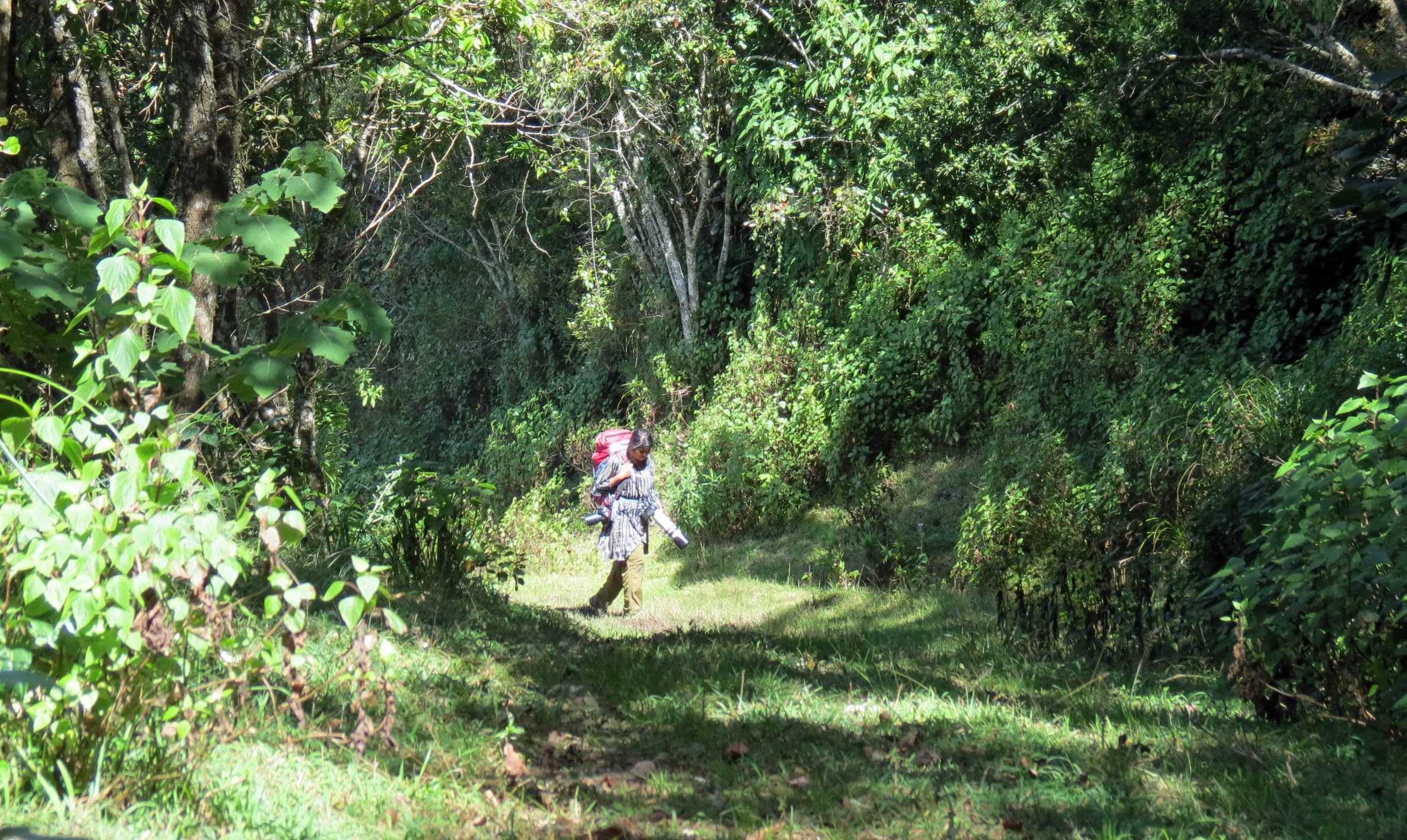 PAMPADUM SHOLA NATIONAL PARK INDIA - VATTAVADA (46).JPG