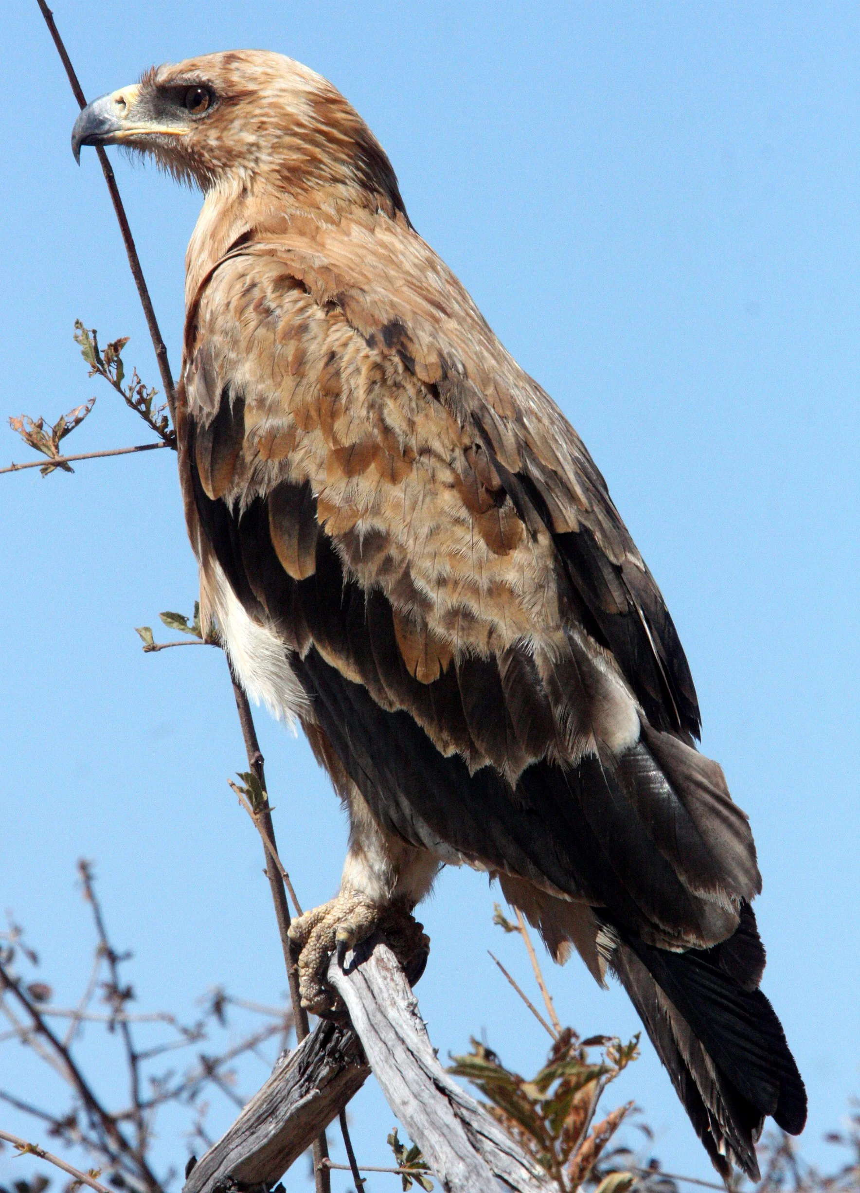 Aquila rapax - TAWNY EAGLE - ETOSHA NATIONAL PARK NAMIBIA (7).JPG