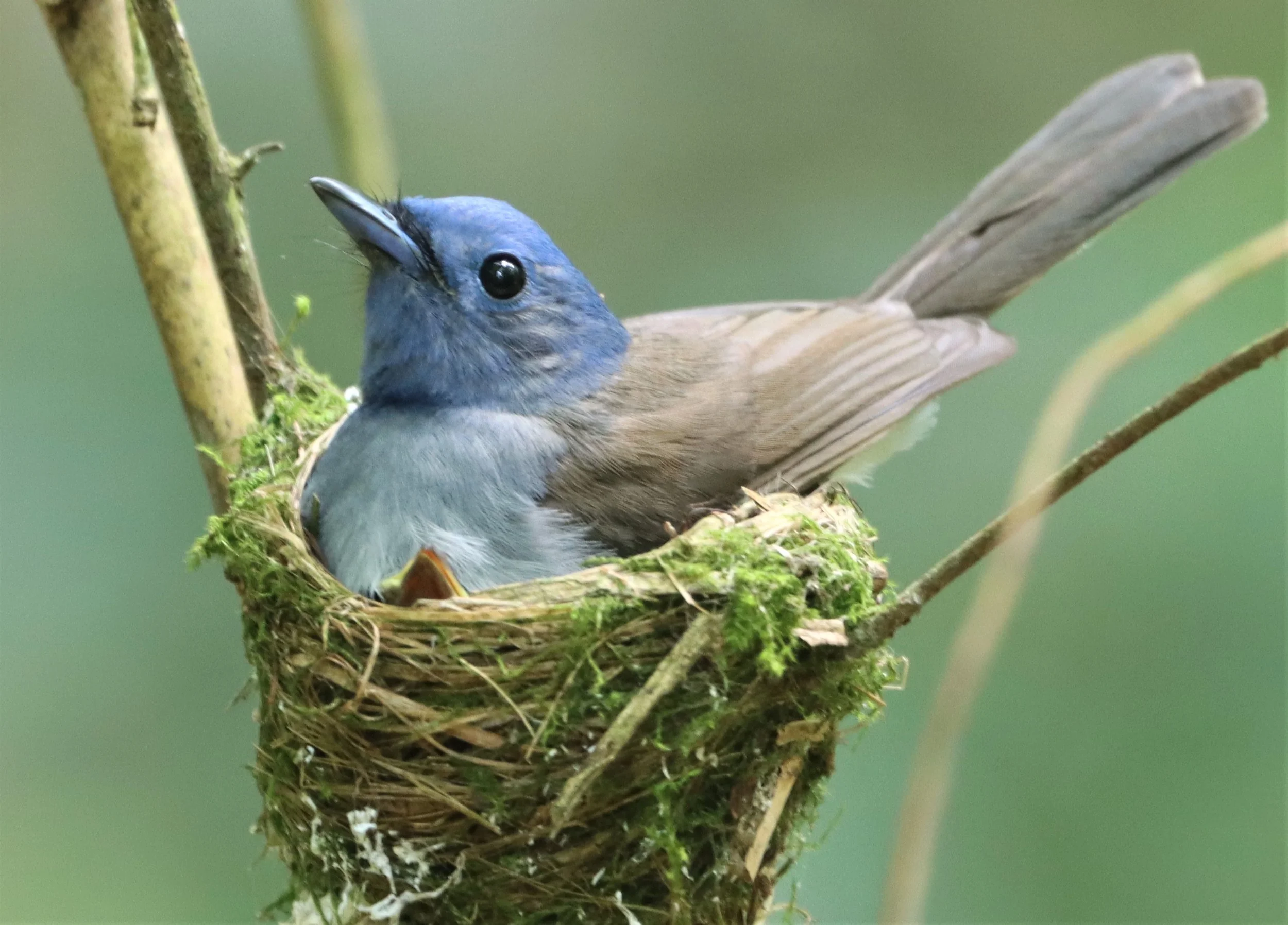 MONARCH - BLACK-NAPED MONARCH - NESTING FEMALE AT KAENG KRACHAN NP (36).jpg