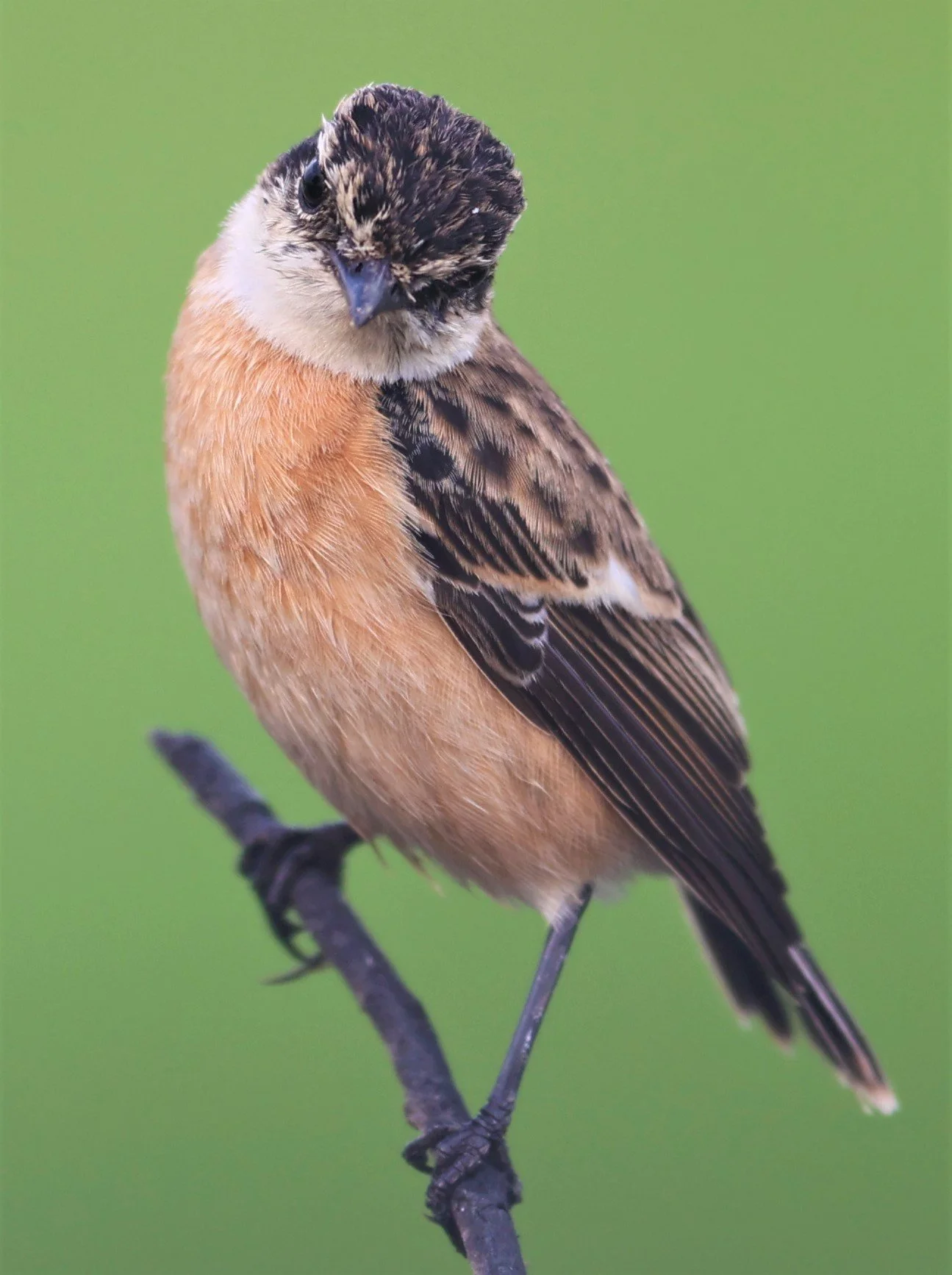 STONECHAT - AMUR (STEJNEGER'S) STONECHAT - Saxicola stejnegeri - PATHUM THANI RICE RESEARCH CENTER 06 NOV 2021 (22).jpg