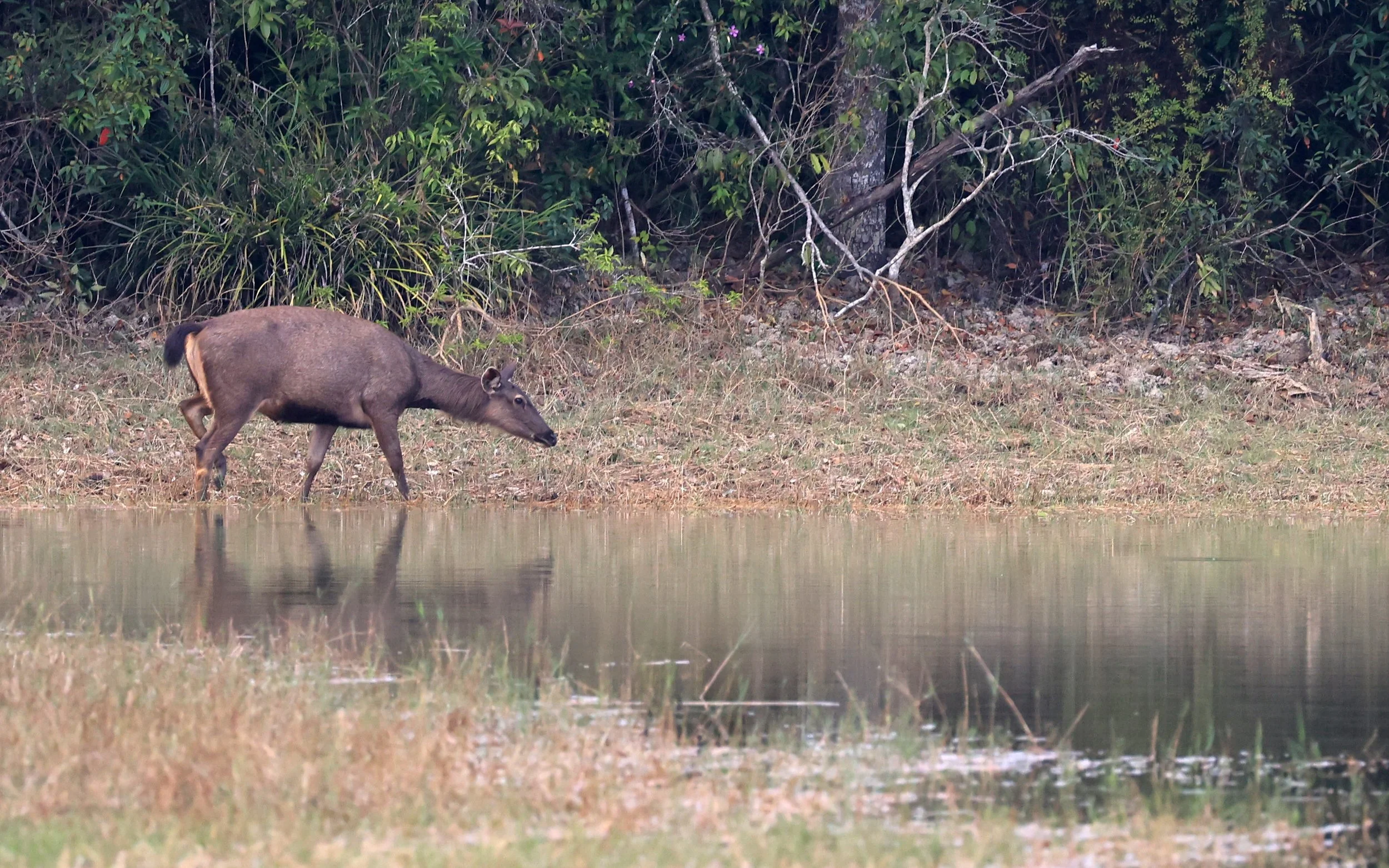 Indochinese Sambar (Rusa unicolor cambojensis) Khao Yai National Park, Thailand (2).jpg