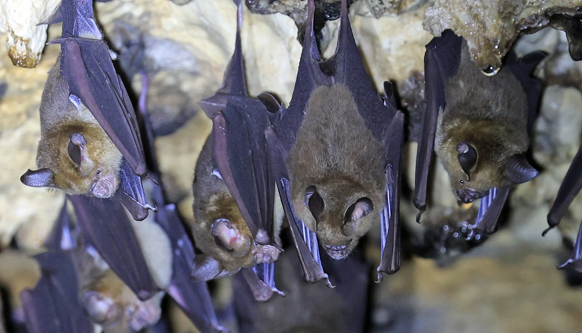 Horsfield’s Leaf-nosed Bat (Hipposideros.larvatus) Wat Tham Sila Thong Temple Pak Chong Thailand near Khao Yai (4).jpg
