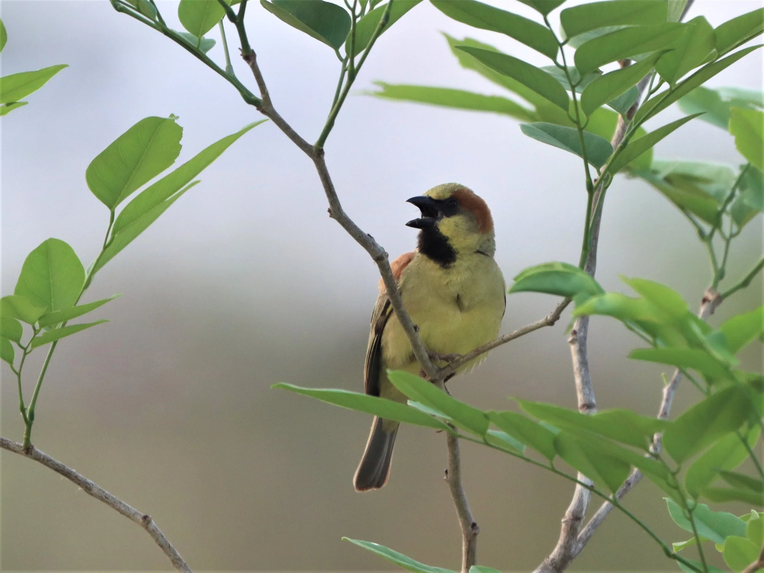 Plain-backed Sparrow (Passer flaveolus) Kabin Buri Wetlands Thailand (2).jpg