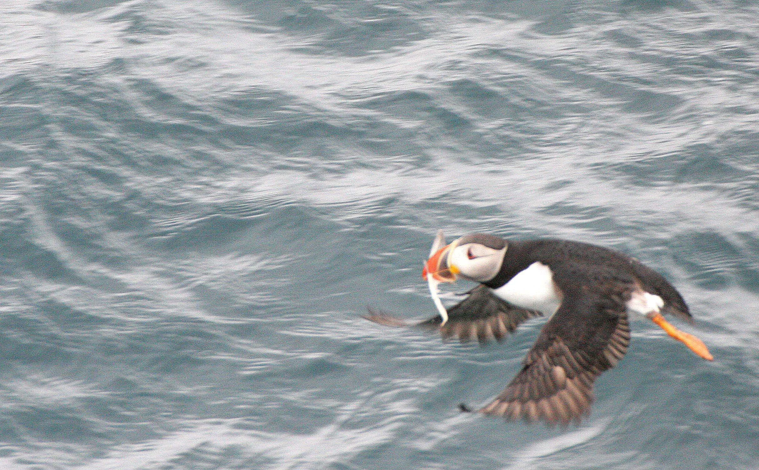 Fratercula arctica - ATLANTIC PUFFIN - SVALBARD (19).jpg