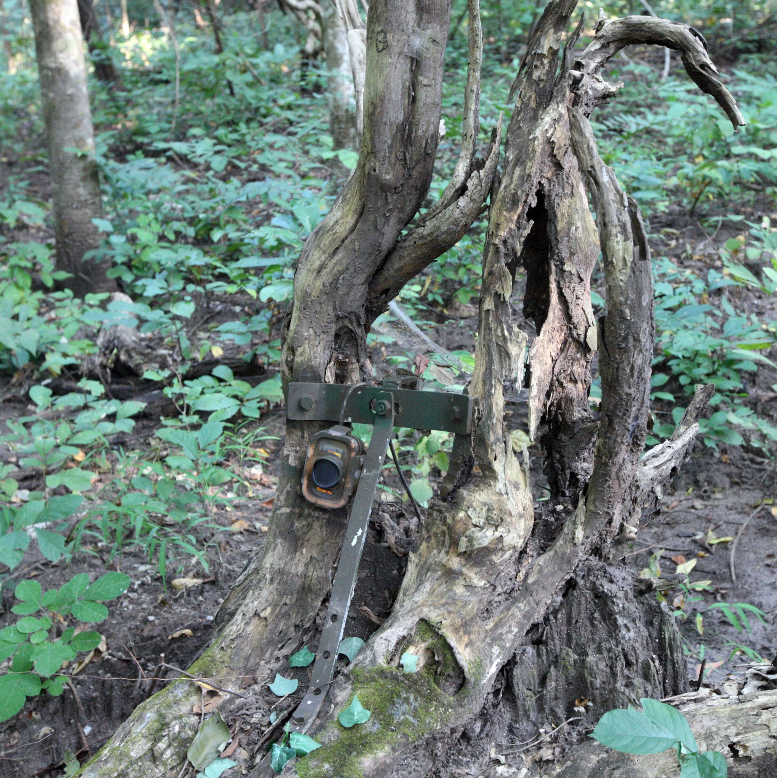 HUAI KHA KHAENG NATURE RESERVE - HEADQUARTERS - THAILAND (164).JPG