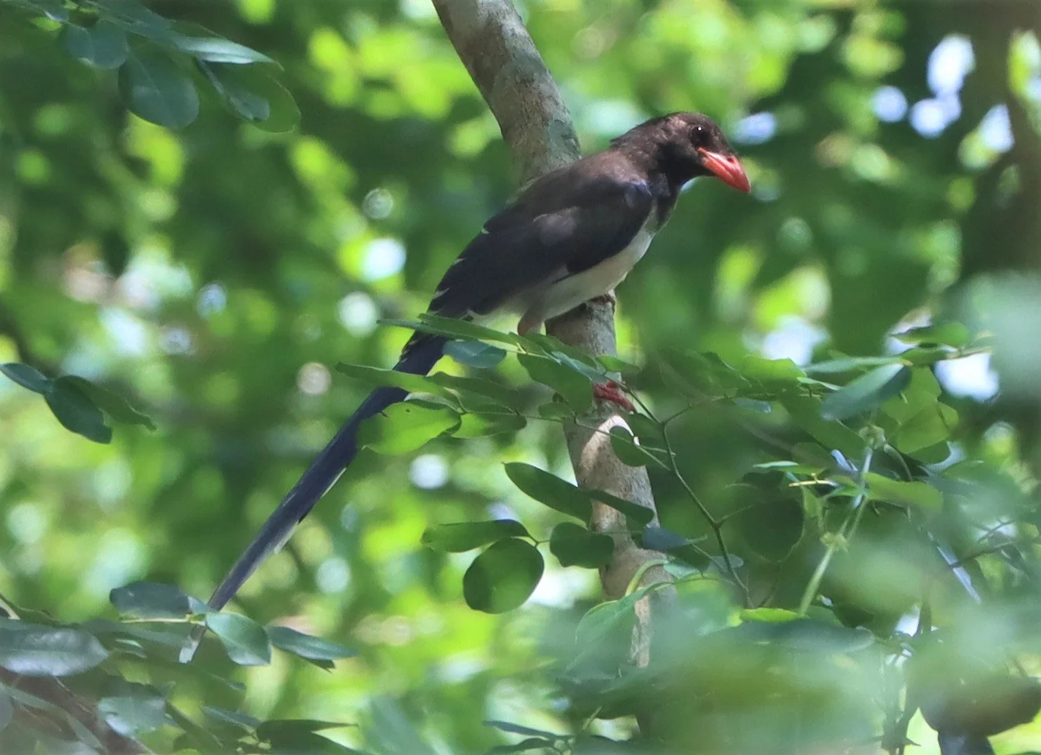 MAGPIE - BLUE MAGPIE - Urocissa erythrorhyncha - PHANOMRUNG PRASAT RUINS BURIRAM (8).jpg