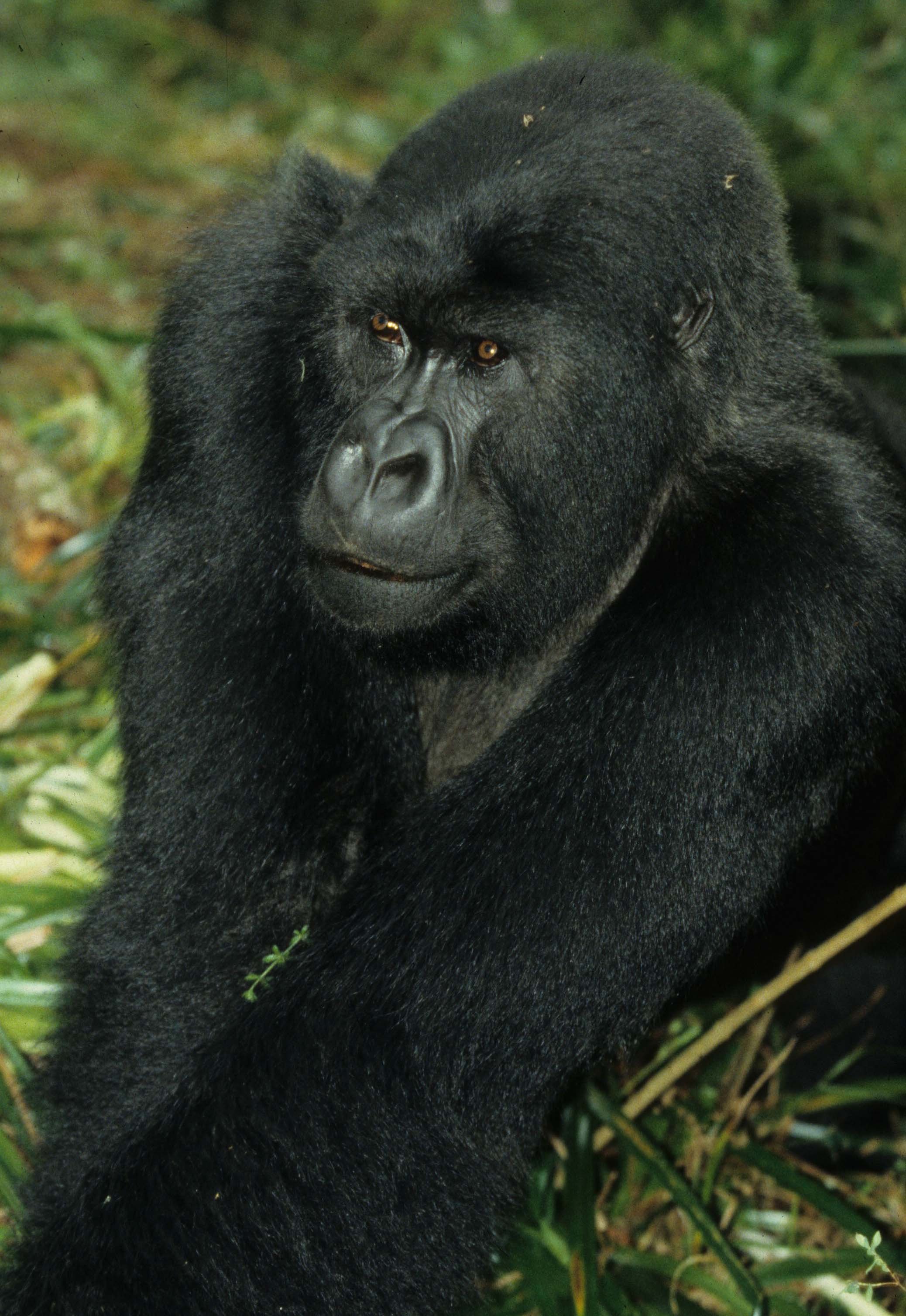 PRIMATE - GORILLA-RWANDA PARC DU VULCANS (50).jpg