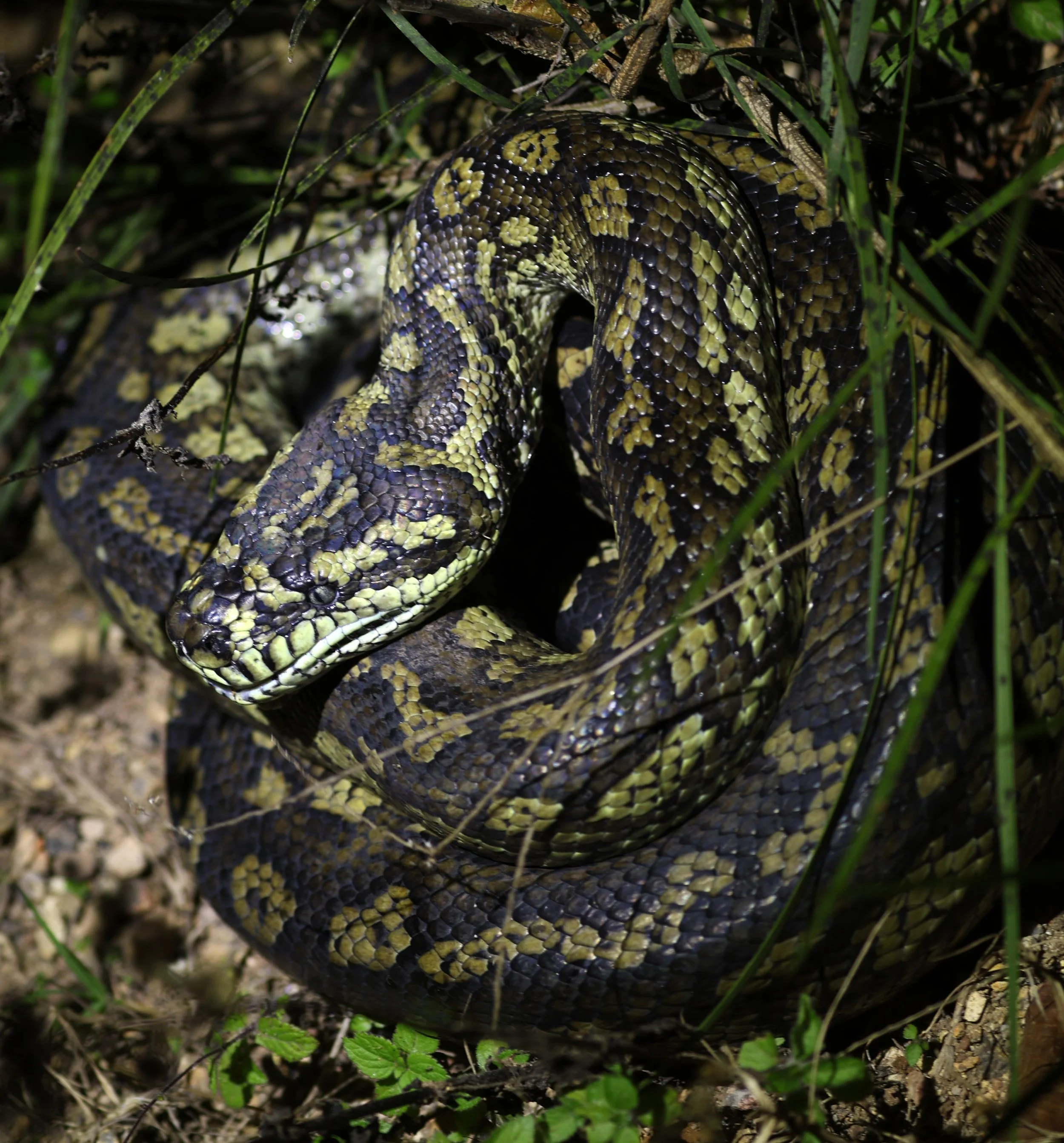 Carpet Python (Morelia spilota) Mount Hypipamee Crater NP & Vicinity - Queensland (17).jpg