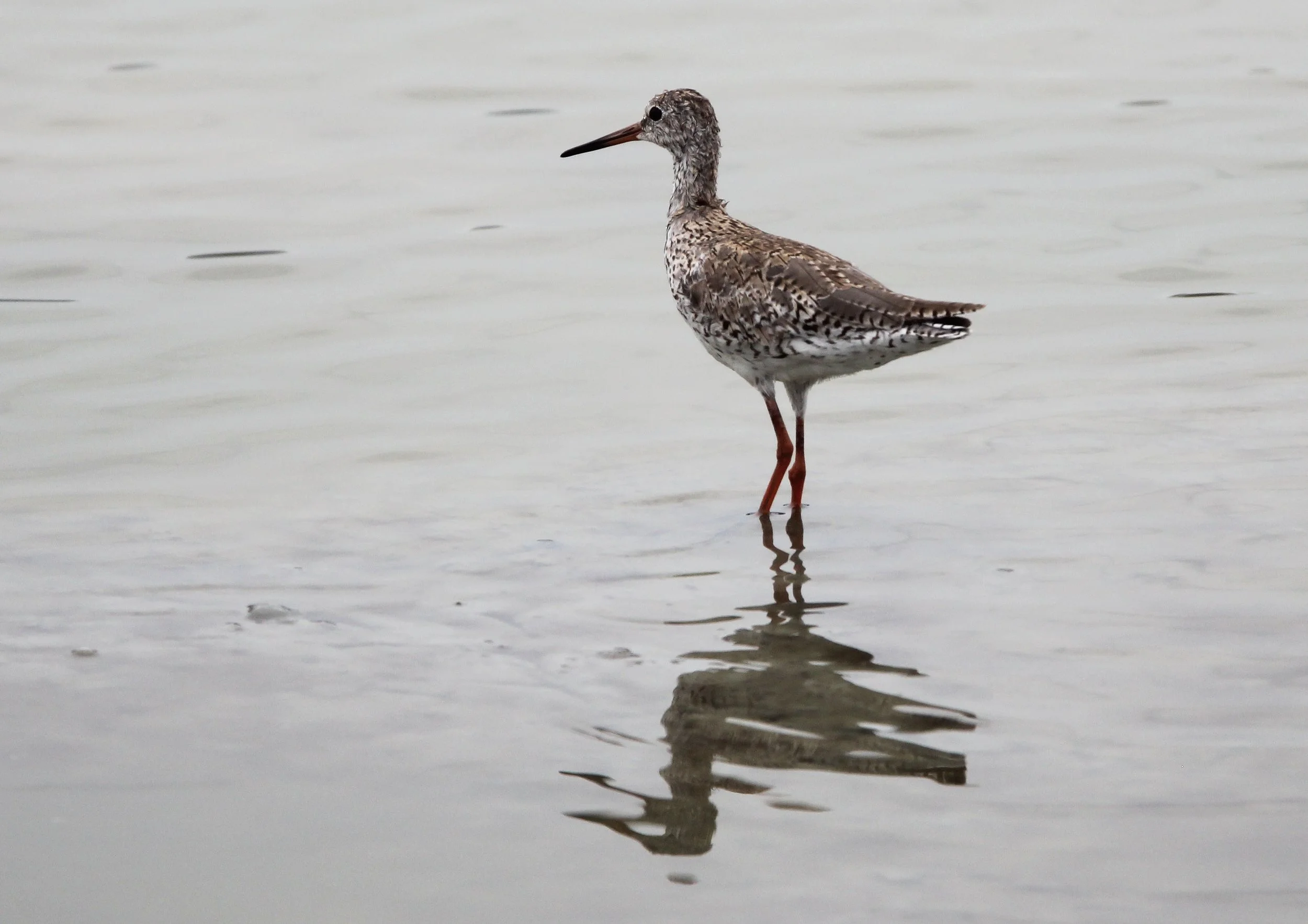 REDSHANK - COMMON REDSHANK - Tringa totanus - KAO SAM ROI YOD NATIONAL PARK THAILAND (11).JPG