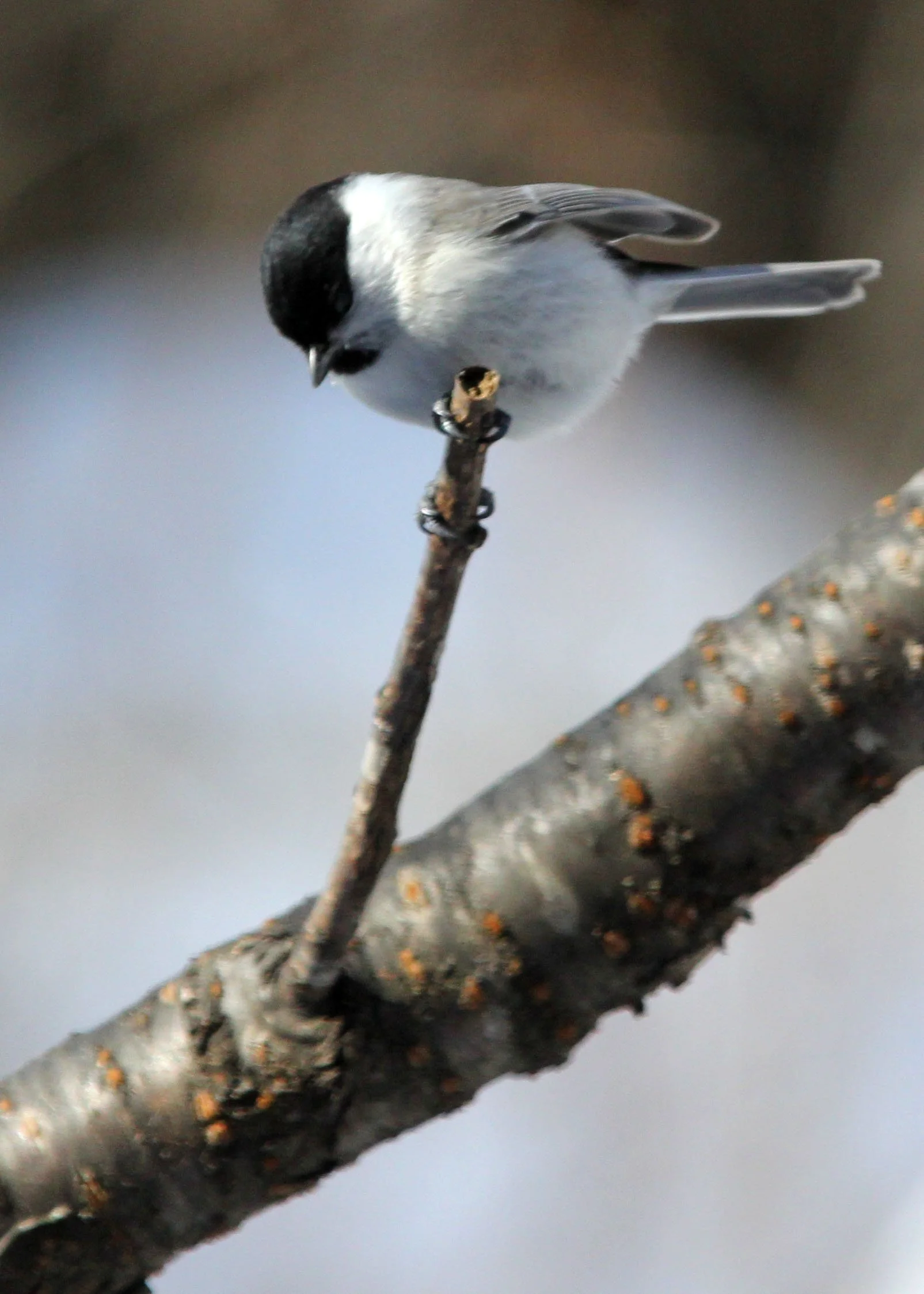 Willow Tit (Poecile montanus) Yoroushi Spa, Hokkaido Japan (8).JPG