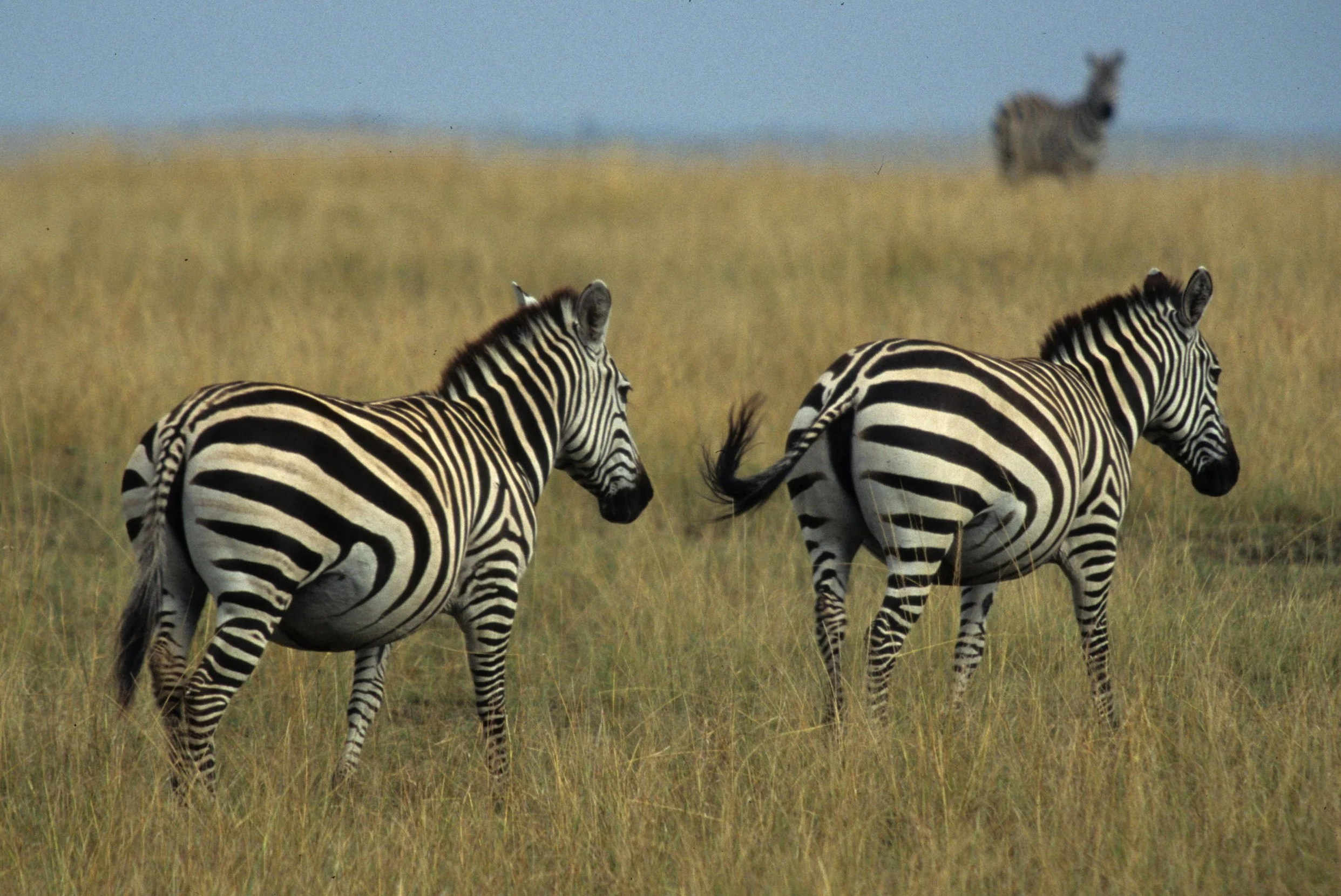 EQUIN - ZEBRA - COMMON - SERENGETI (26).jpg