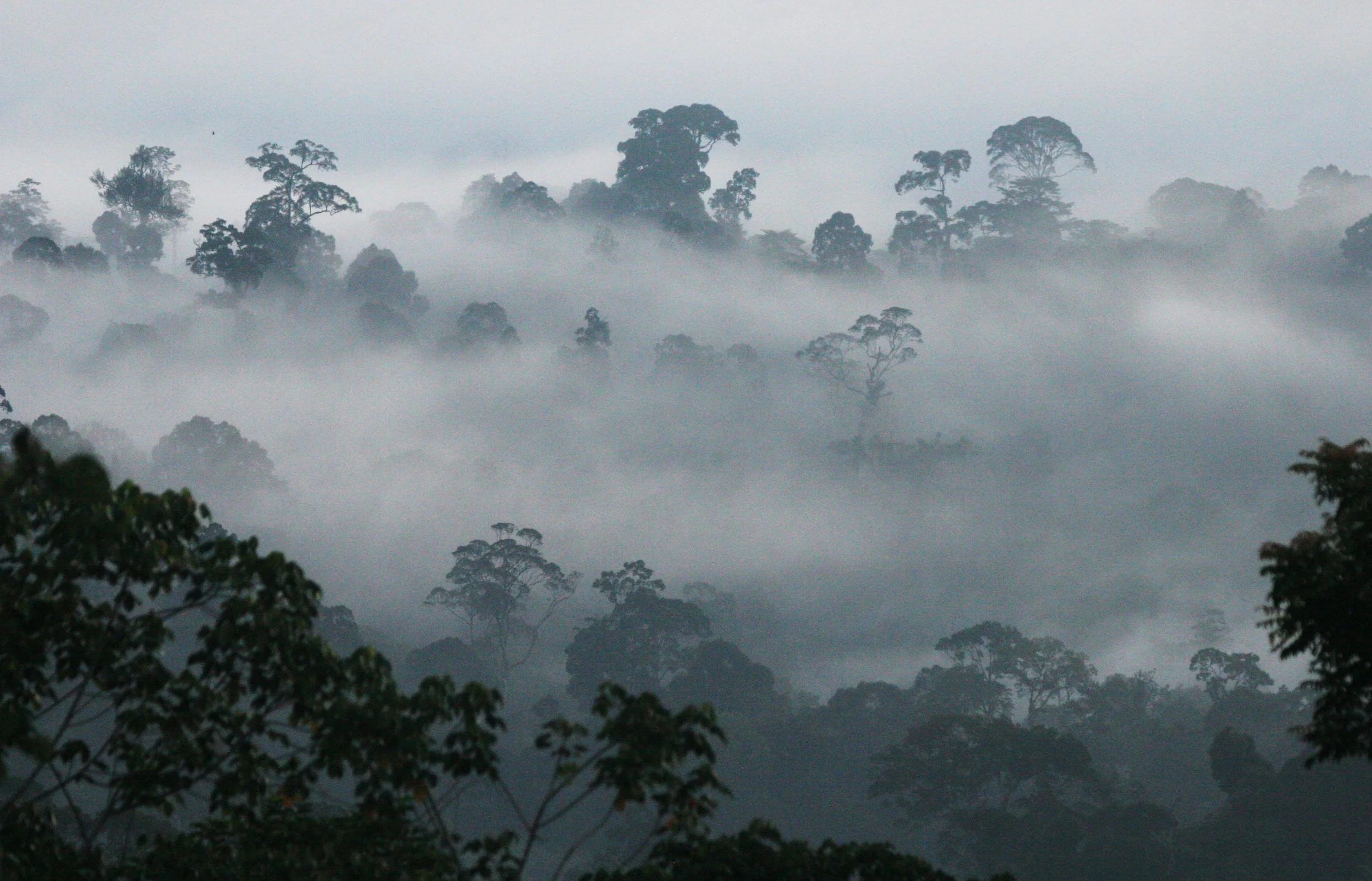 DANUM VALLEY BORNEO - SUNRISE OVER THE DANUM (90).JPG