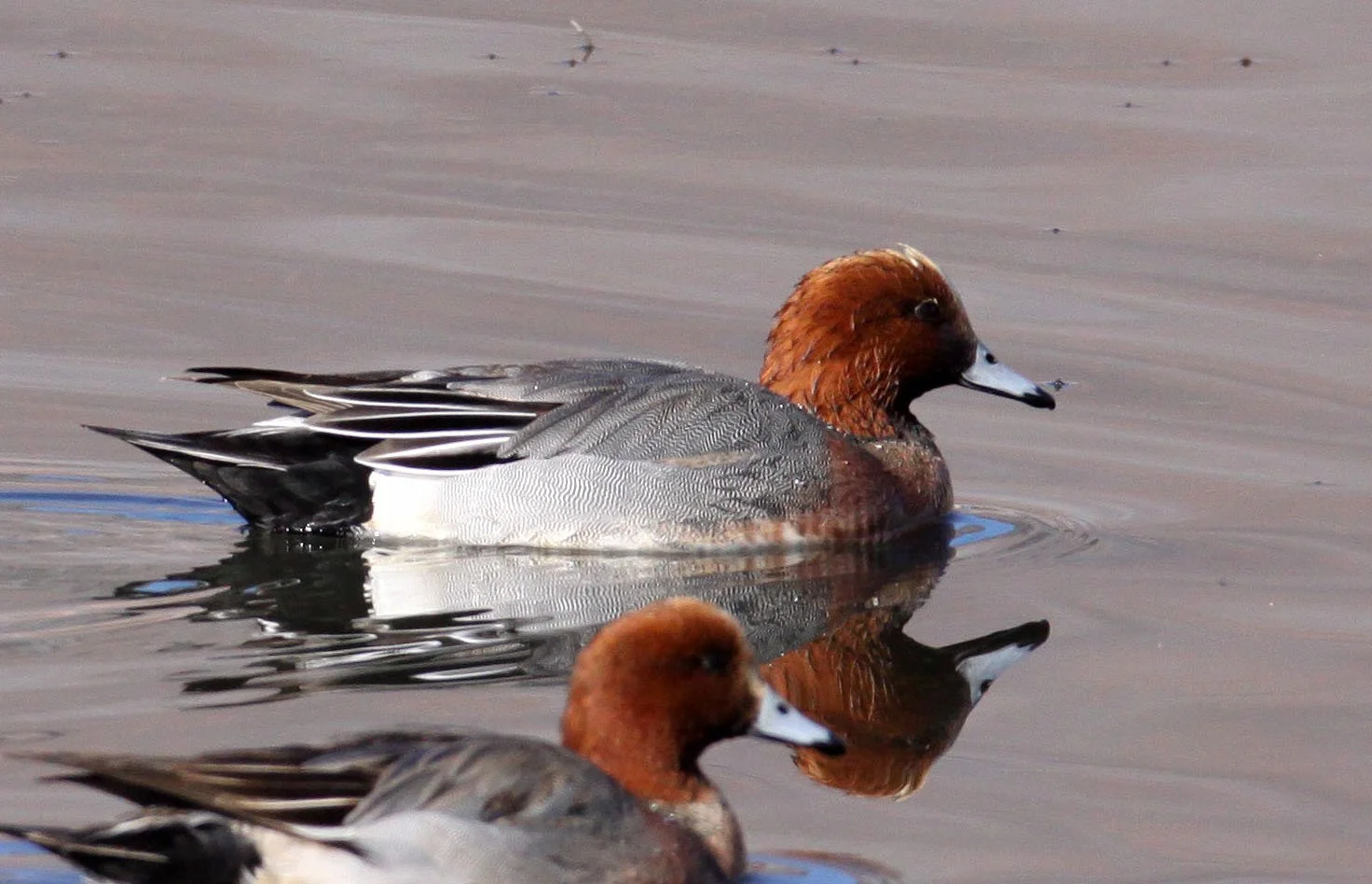 WIGEON - EURASIAN WIGEON - Mareca penelope - CAO HAI WETLANDS YUNNAN CHINA (10).JPG