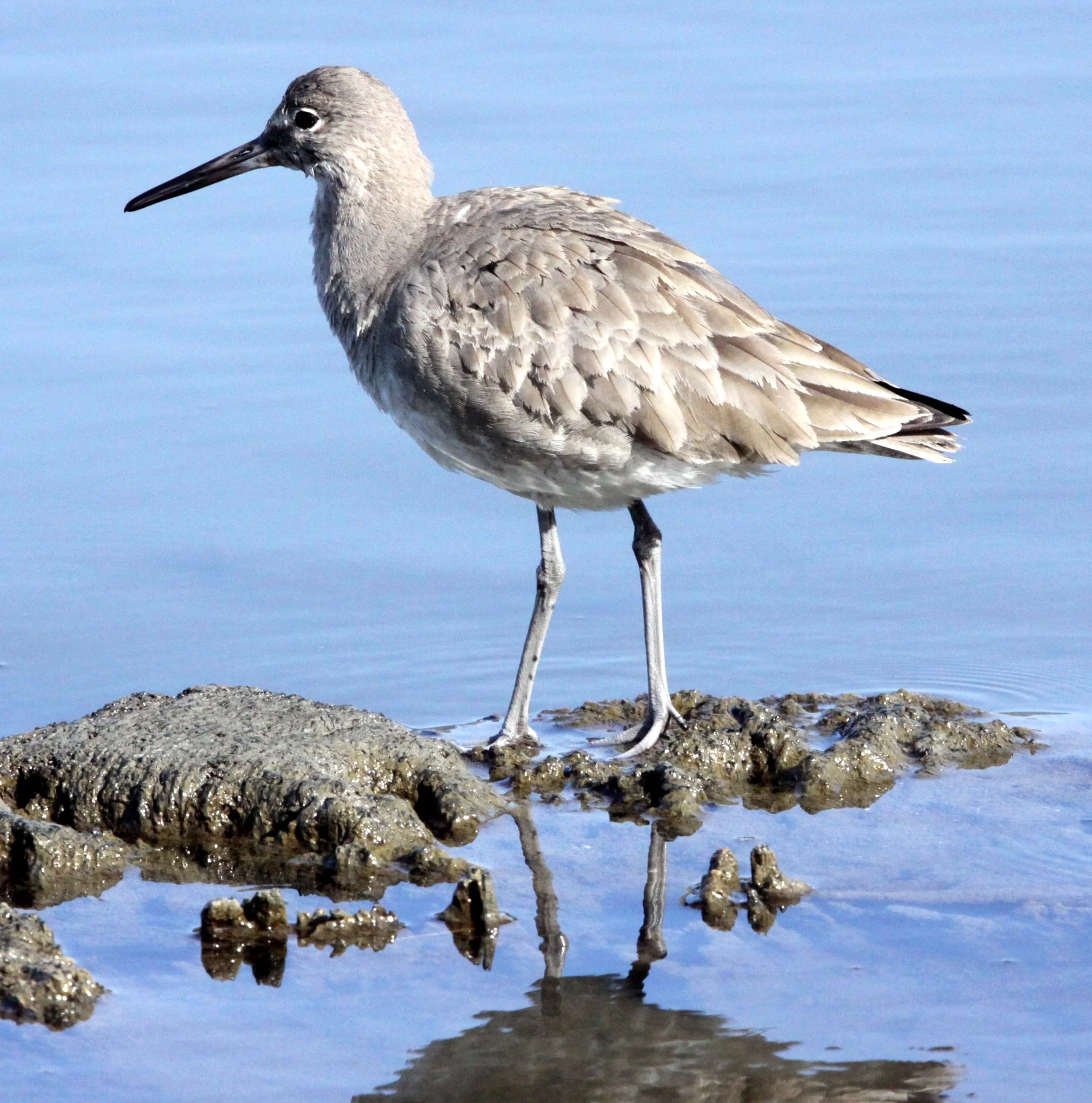 BIRD - WILLET - ARCATA MARSH CALIFORNIA (11).JPG