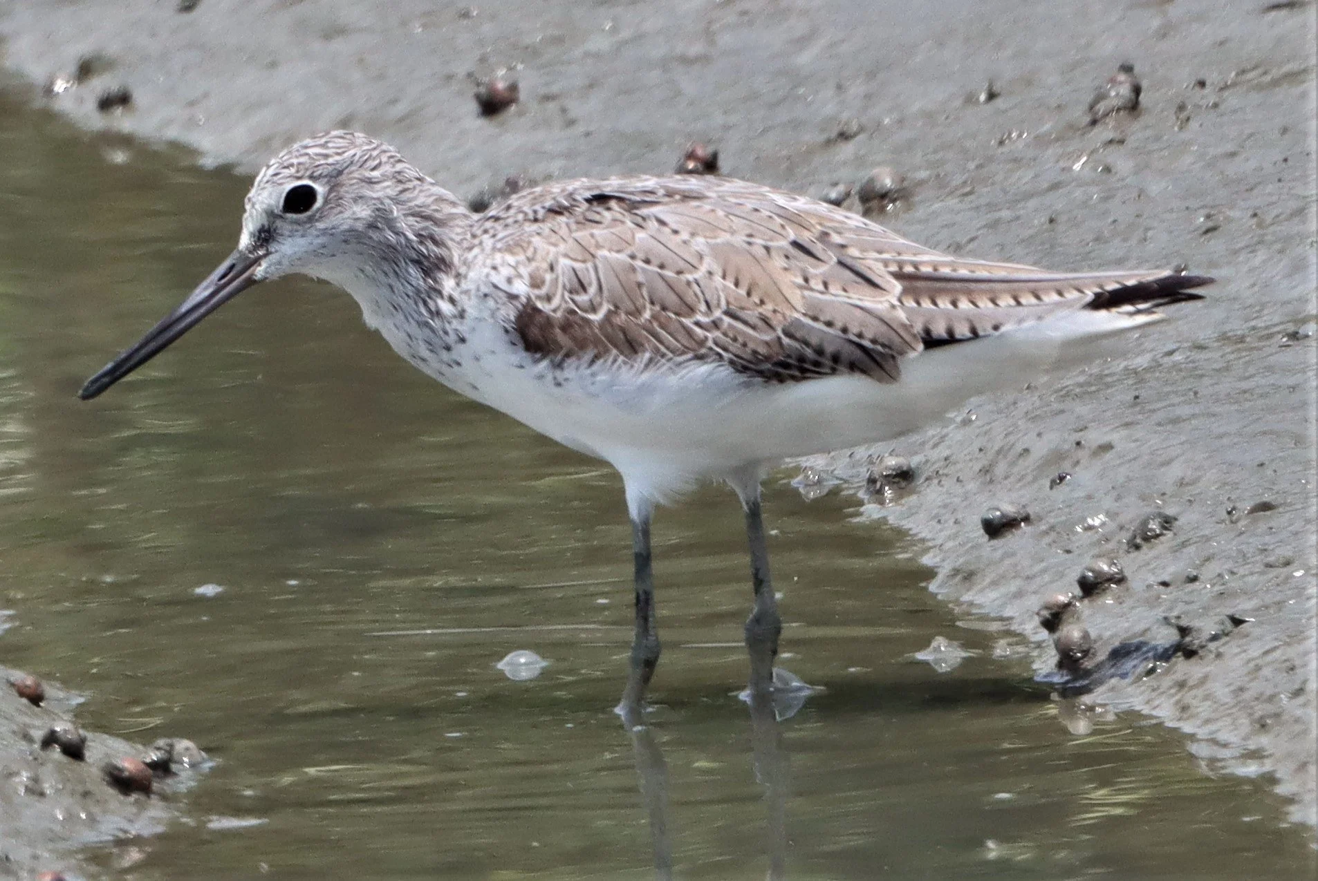 GREENSHANK - COMMON GREENSHANK - Tringa nebularia - PETCHABURI PROVINCE, PAK THALE (25).jpg