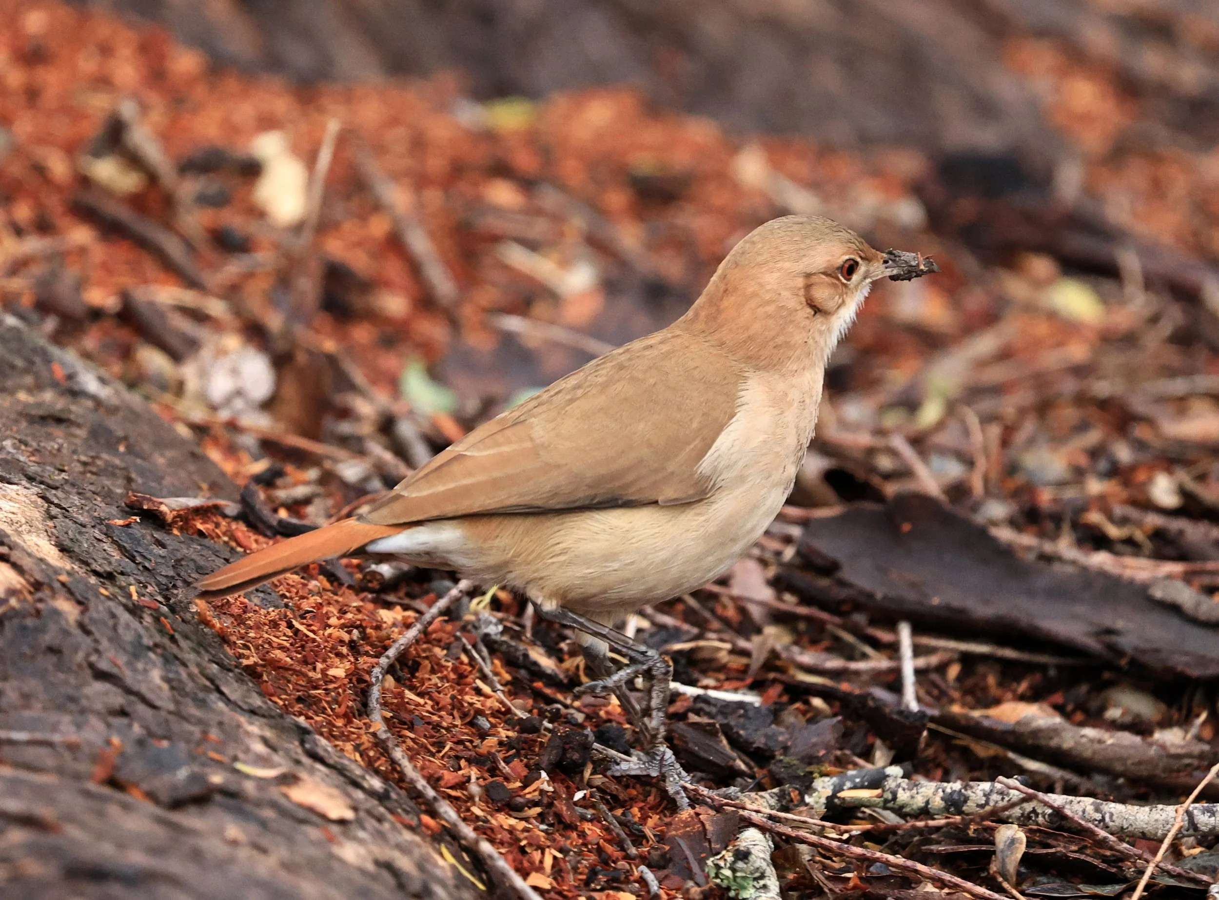 Rufous hornero (Furnarius rufus) Reserva Natural Ceibas, Entre Rios, Argentina (16).jpg