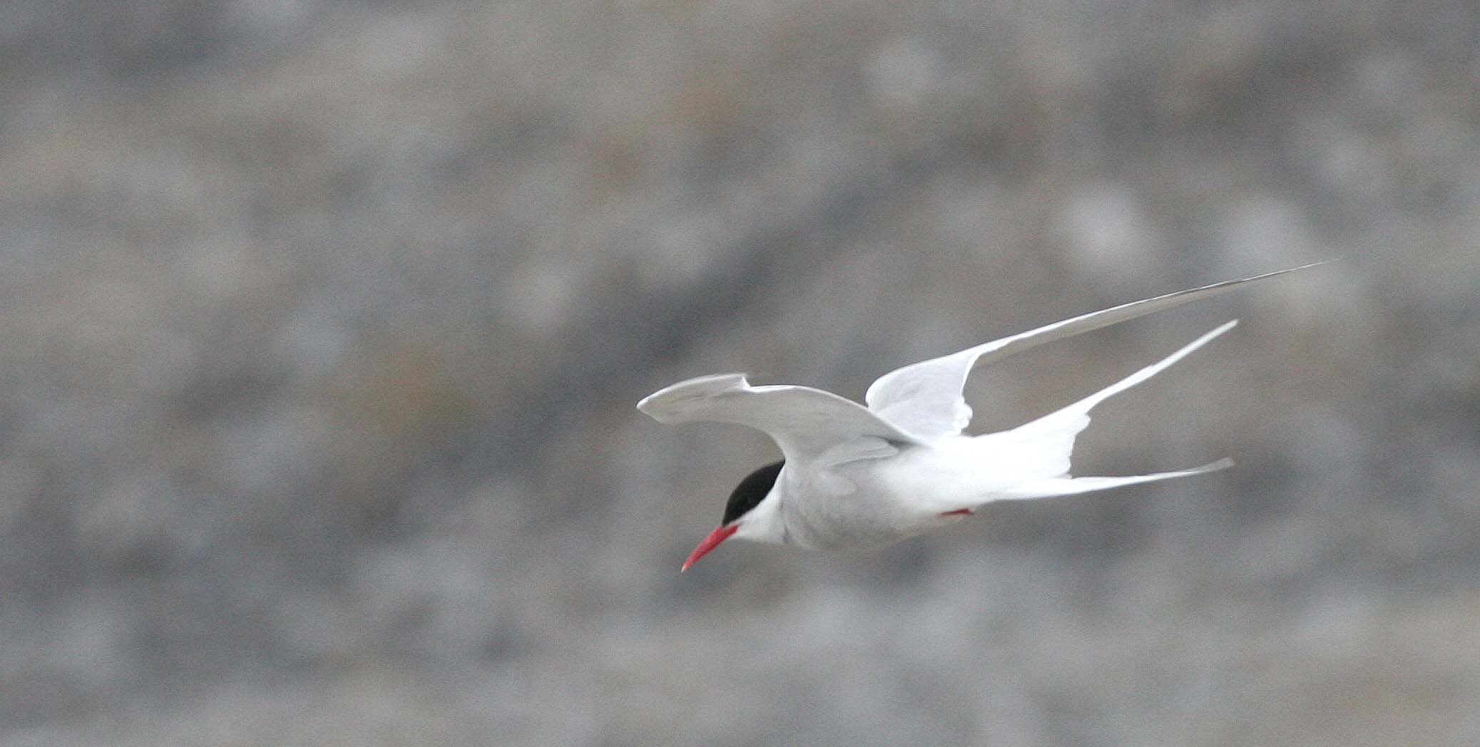 BIRD - TERN - ARCTIC TERN - SVALBARD (16).jpg