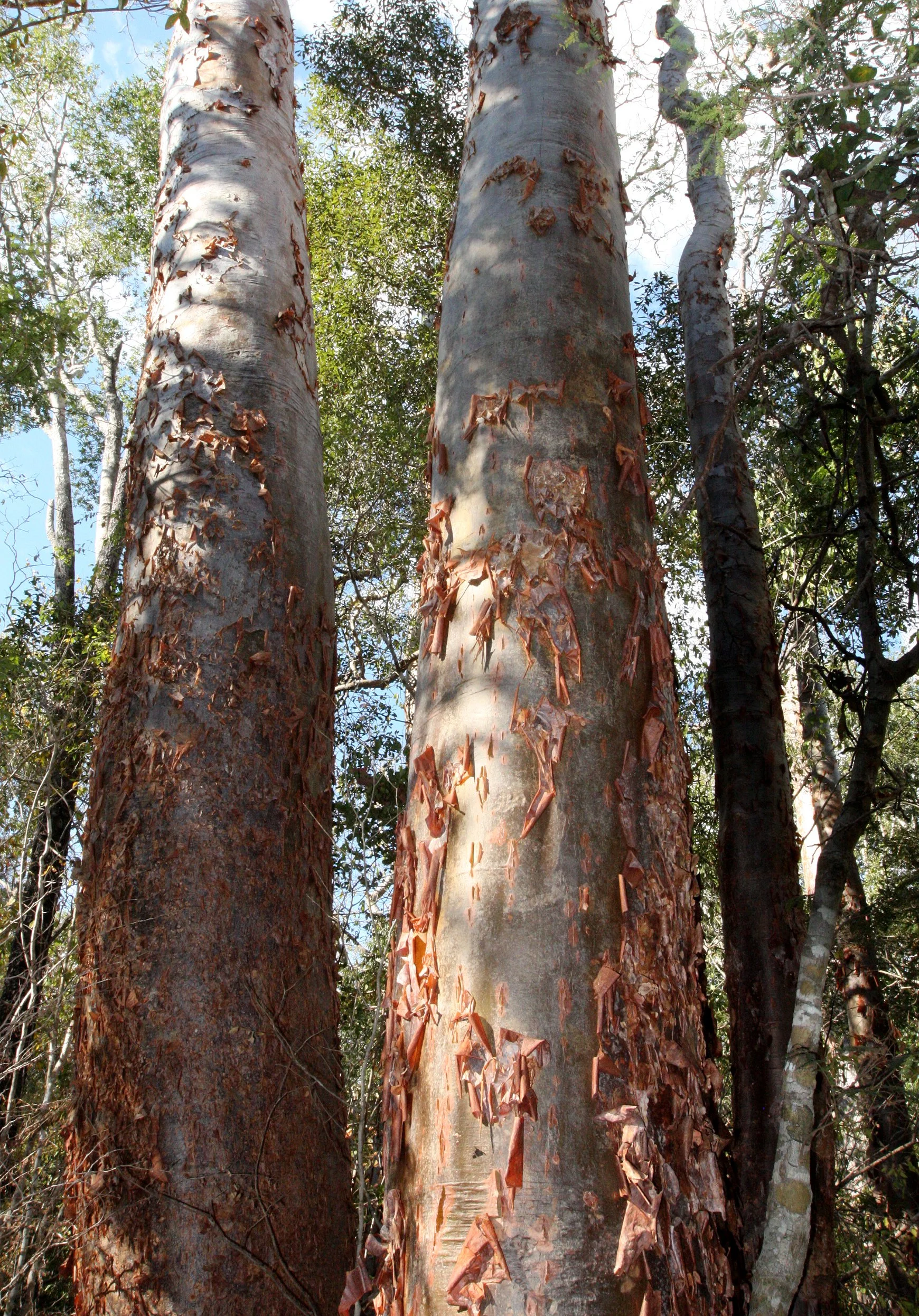 PLANT - TREE SPECIES - KIRINDY NATIONAL PARK MADAGASCAR (11).JPG