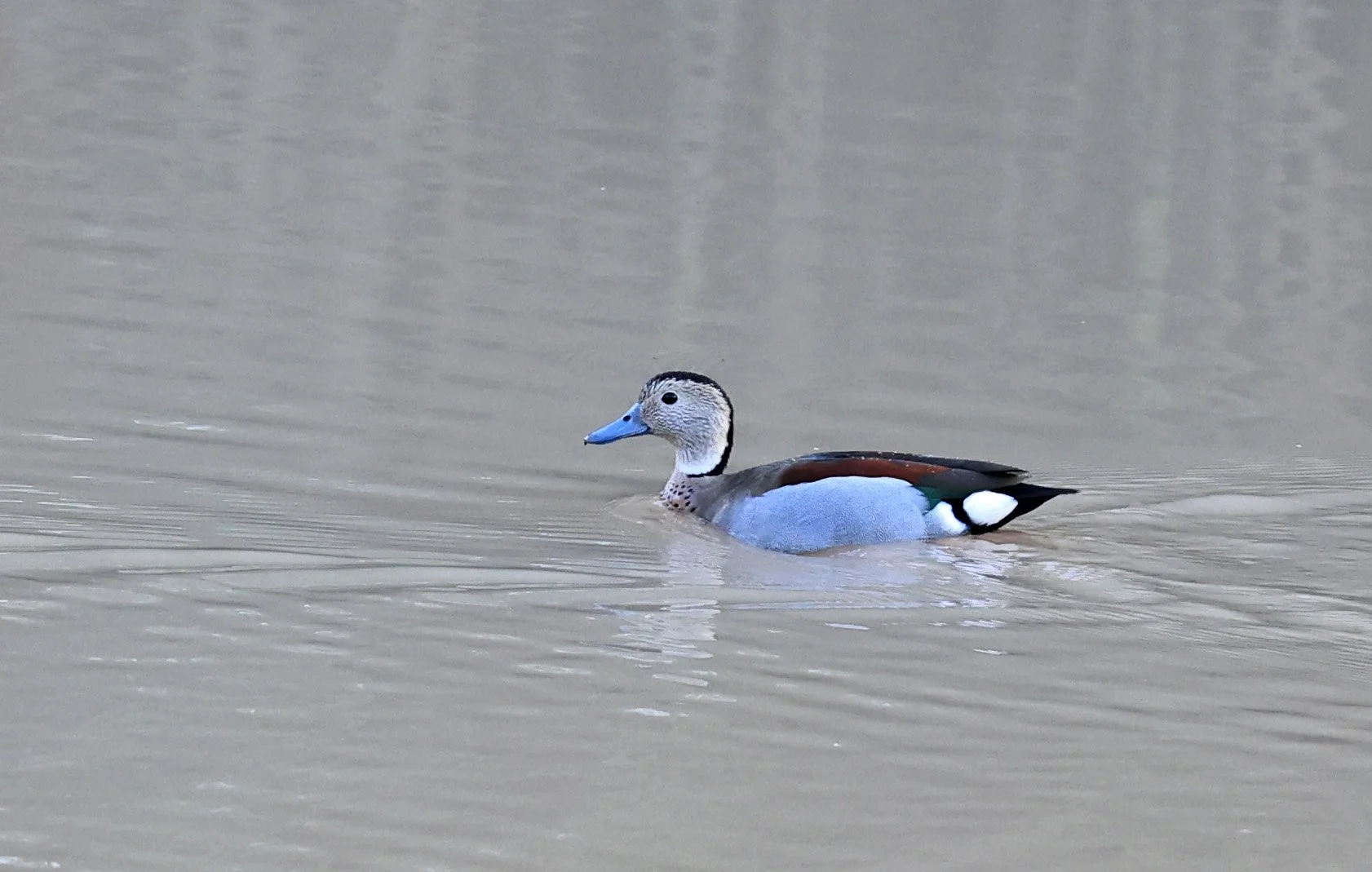 Ringed Teal (Callonetta leucophrys) Hotel Iparoma Campestre Paraguay (11).jpg