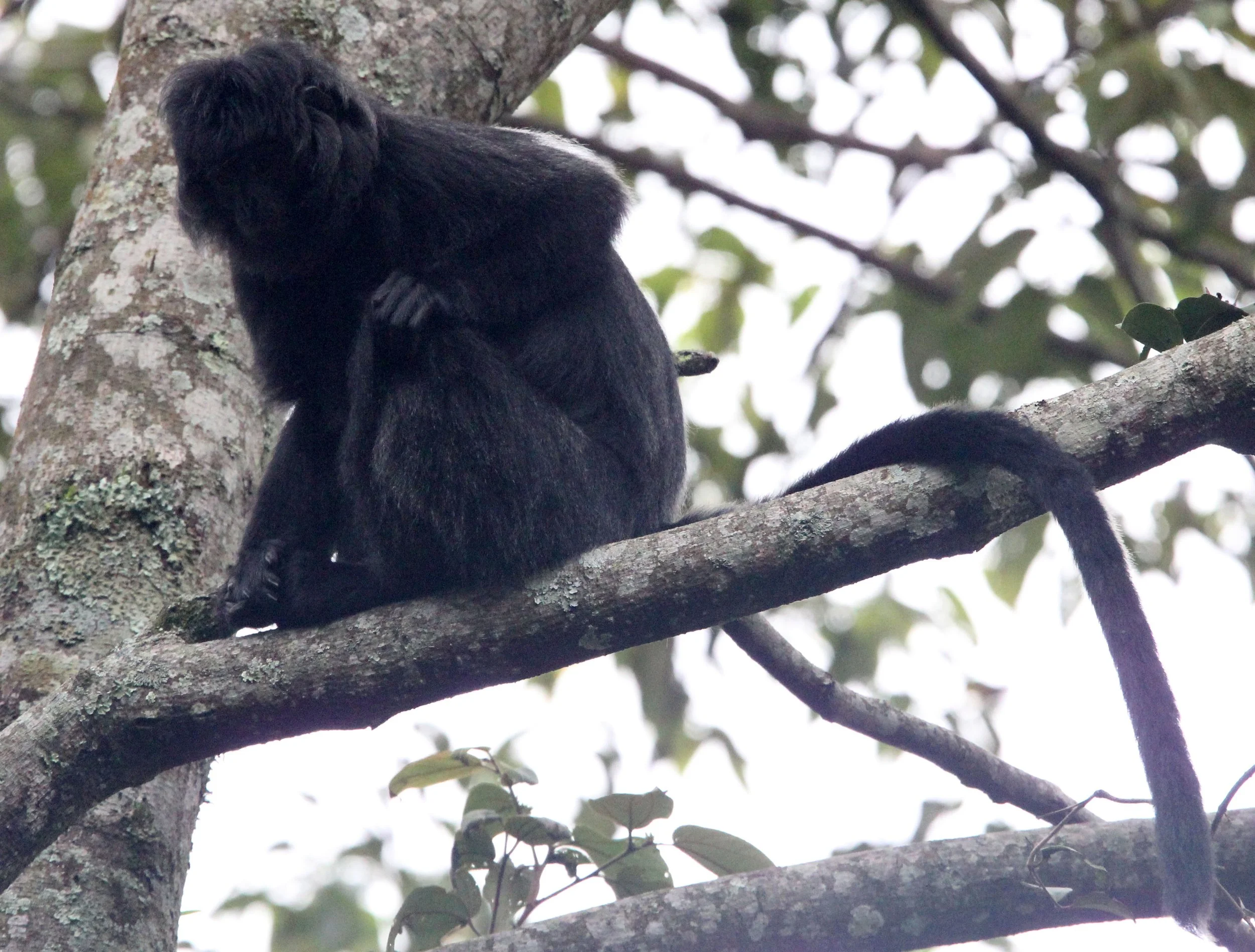 CERCOPITHECIDAE - Trachypithecus mauritius - WEST JAVAN (EBONY) LANGUR - GEDE NATIONAL PARK JAVA BARAT INDONESIA (63).JPG