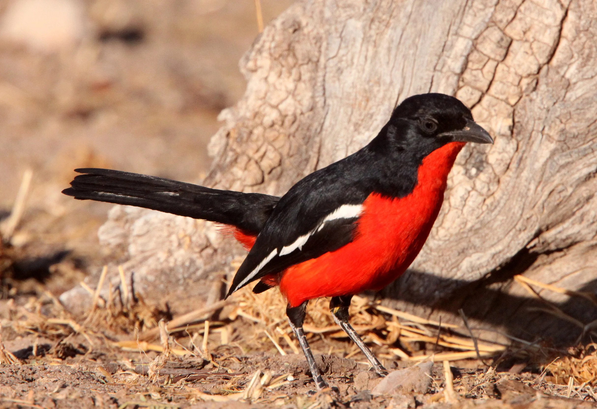 Crimson-breasted Shrike (Laniarius atrococcineus) Kgalagadi NP South Africa (7).JPG