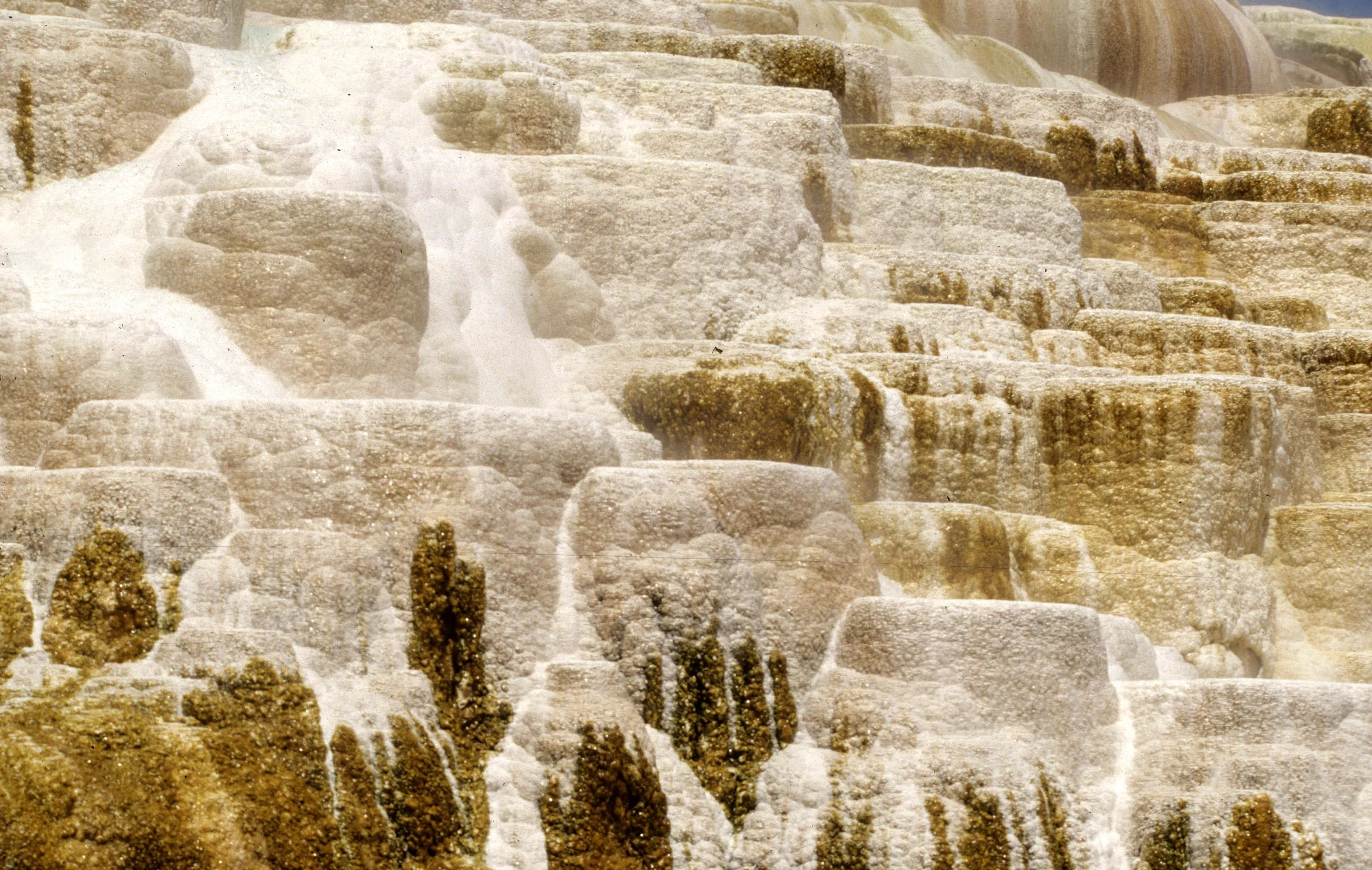 YELLOWSTONE - MAMMOTH HOTSPRINGS A.jpg