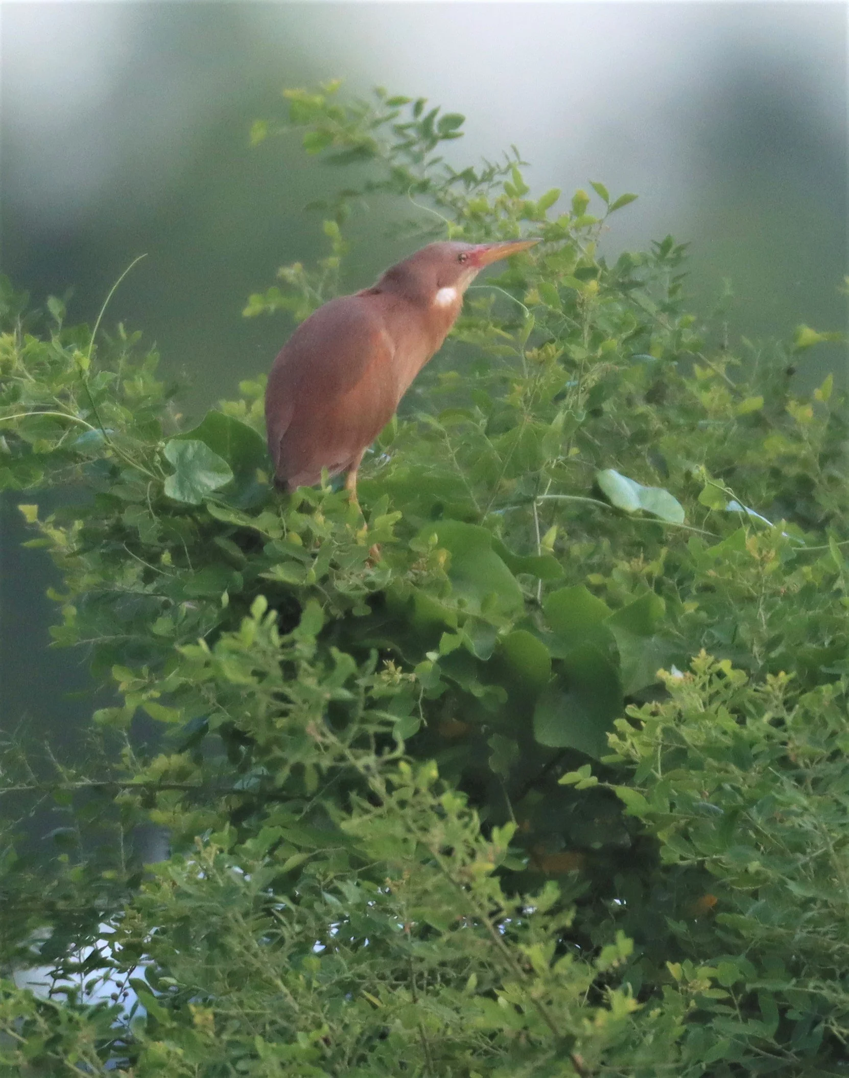 BITTERN - CINNAMON BITTERN (CHESTNUT BITTERN) - Ixobrychus cinnamomeus - PATHUM THANI RICE RESEARCH CENTER (19).jpg