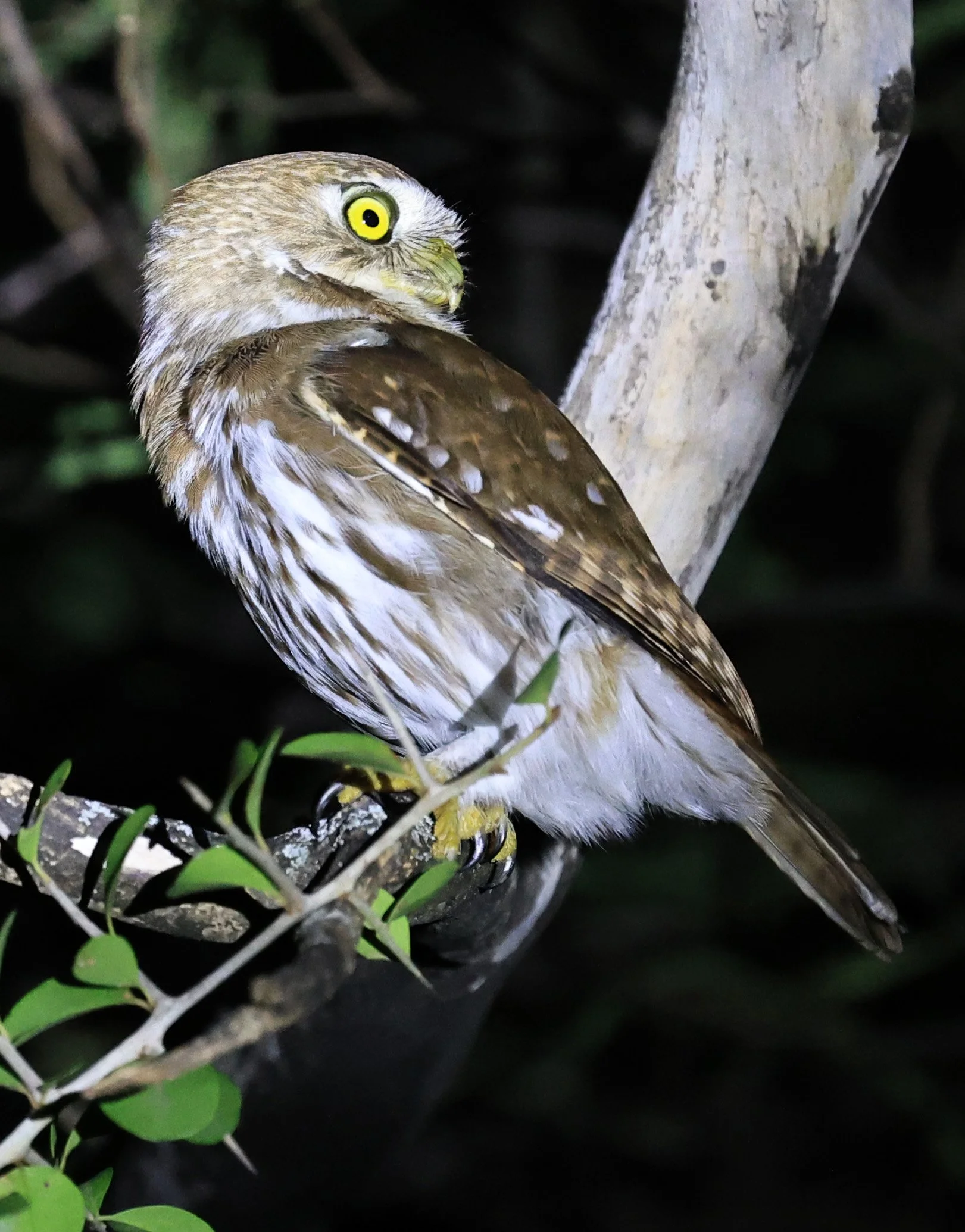 Ferruginous Pygmy-Owl (Glaucidium brasilianum) Reserva Nueland  Selva Serena (59).jpg