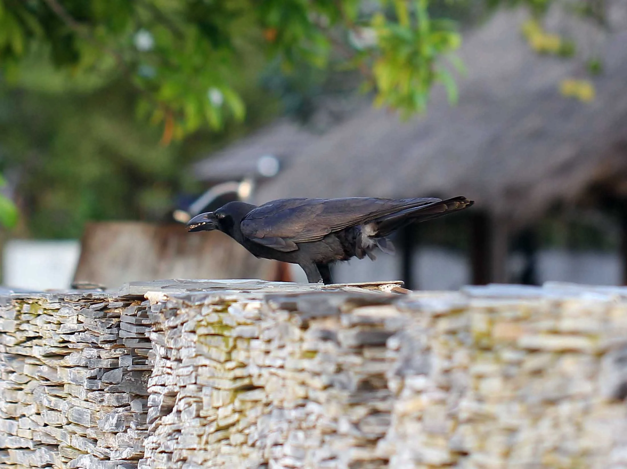 2015 Koh Lanta Songkran with friends from ISB (301).JPG