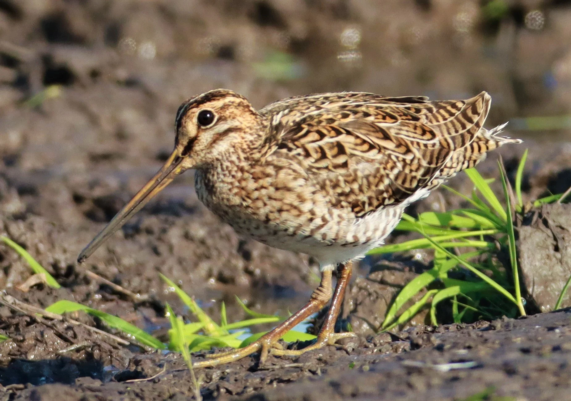 SNIPE - PINTAIL SNIPE - Gallinago stenura - PATHUM THANI RICE RESEARCH CENTER AUGUST 24 2021 (132).jpg