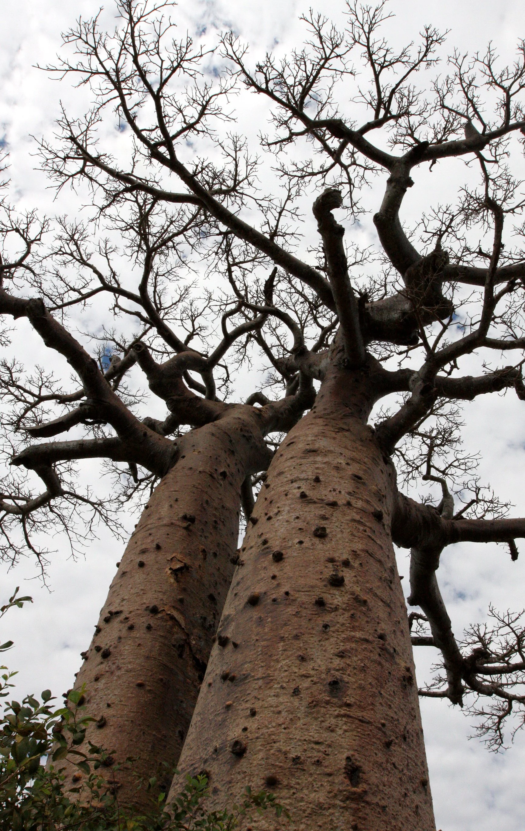 PLANT - BAOBAB - ADANSONIA GRANDIDIERI - MORONDAVA MADAGASCAR - SCENES WITH THE BAOBABS - ADANSONIA GRANDIDIERI (14).JPG