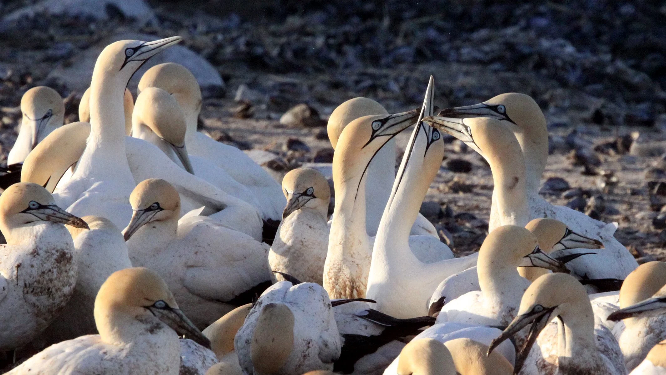 Cape gannet (Morus capensis) Lambert's Bay South Africa (83).JPG