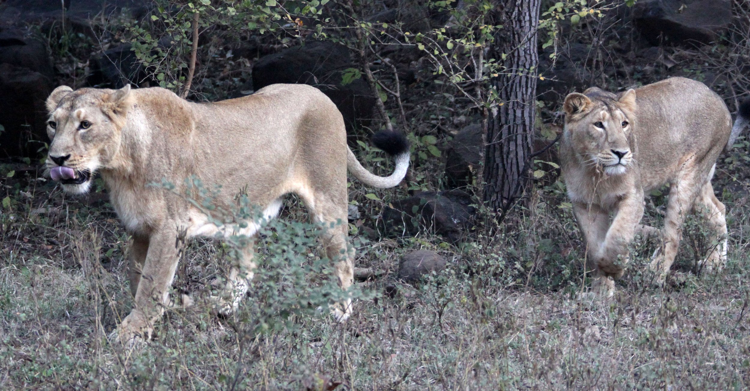 Panthera leo leo - ASIATIC LION - GIR FOREST GUJARAT INDIA (146).JPG