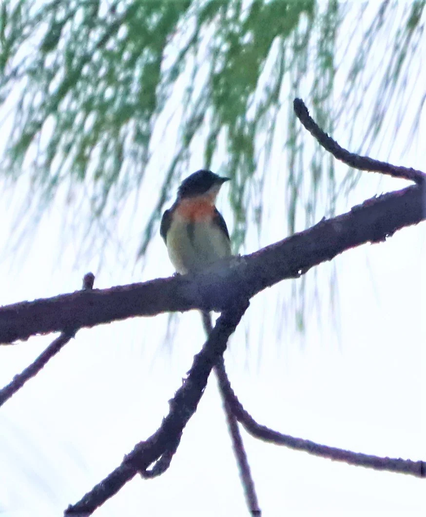 FLOWERPECKER - FIRE-BREASTED FLOWERPECKER - Dicaeum ignipectus - DOI ANG KANG CHIANG MAI (19).jpg