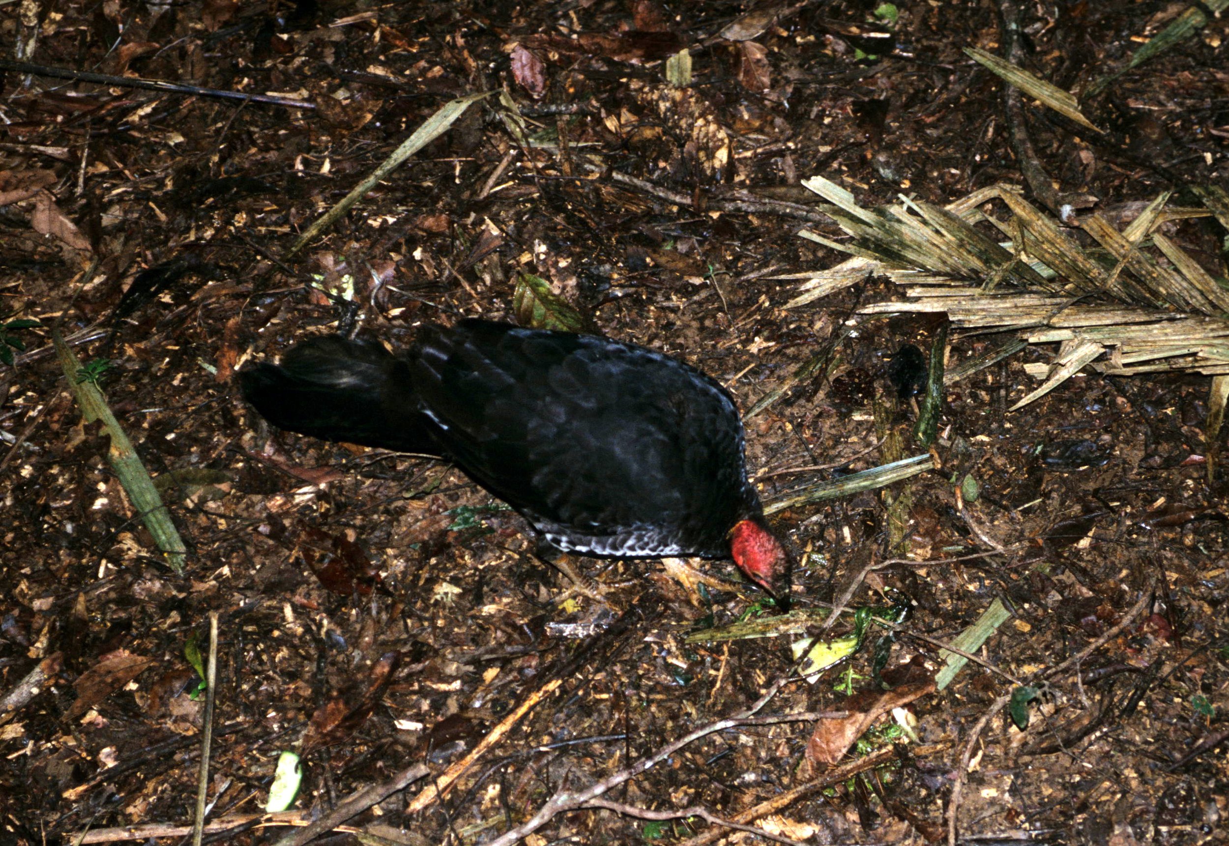 BIRD - AUSTRALIAN BUSH TURKEY - CAPE YORK AUSTRALIA (2).jpg