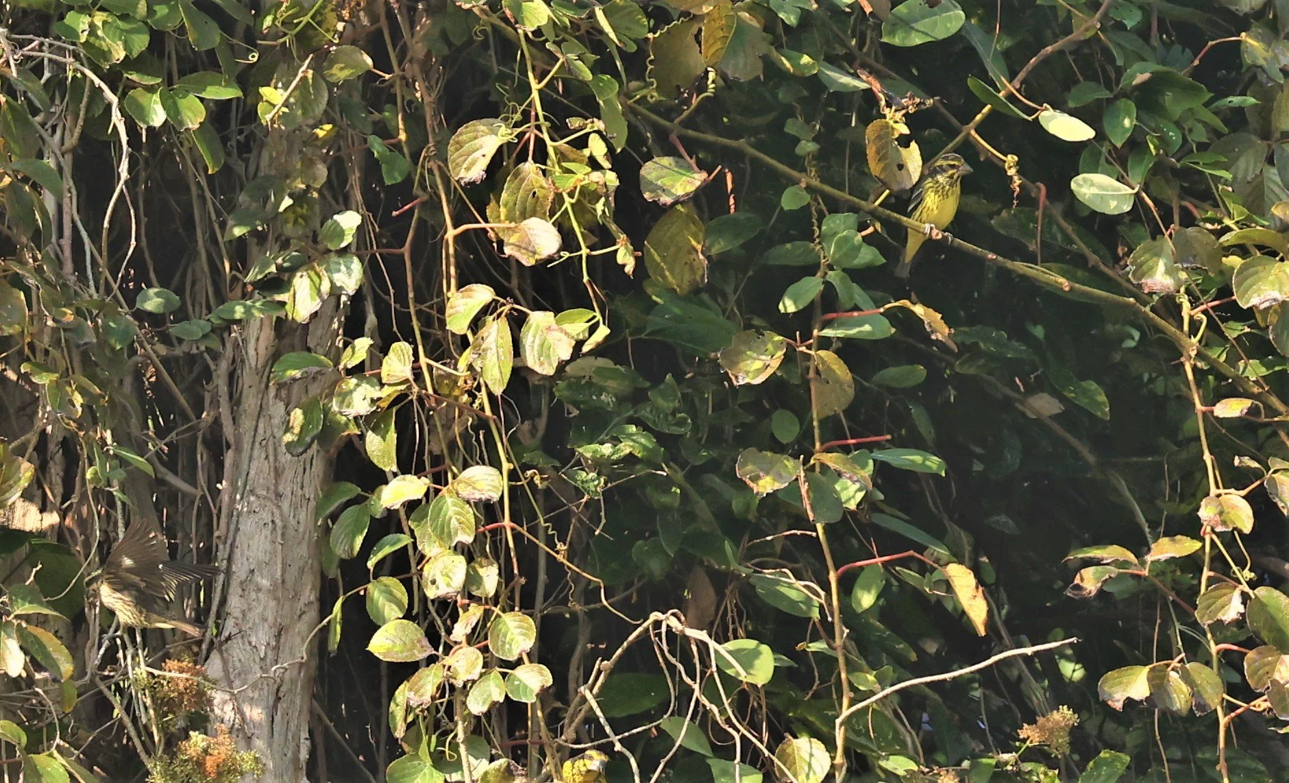 Spot-winged Grosbeak (Mycerobas melanozanthos) Fang Hotsprings Chiang Mai Thailand (36).jpg