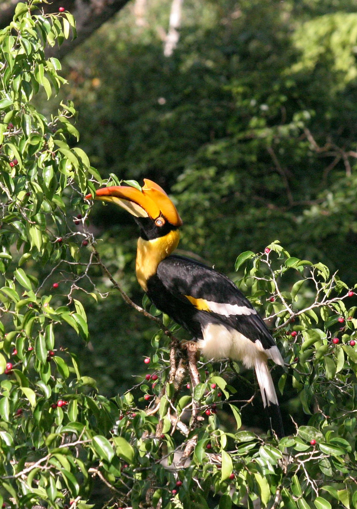 HORNBILL - GREAT HORNBILL - Buceros bicornis - SOMS - KAENG KRACHAN NP THAILAND (4).JPG