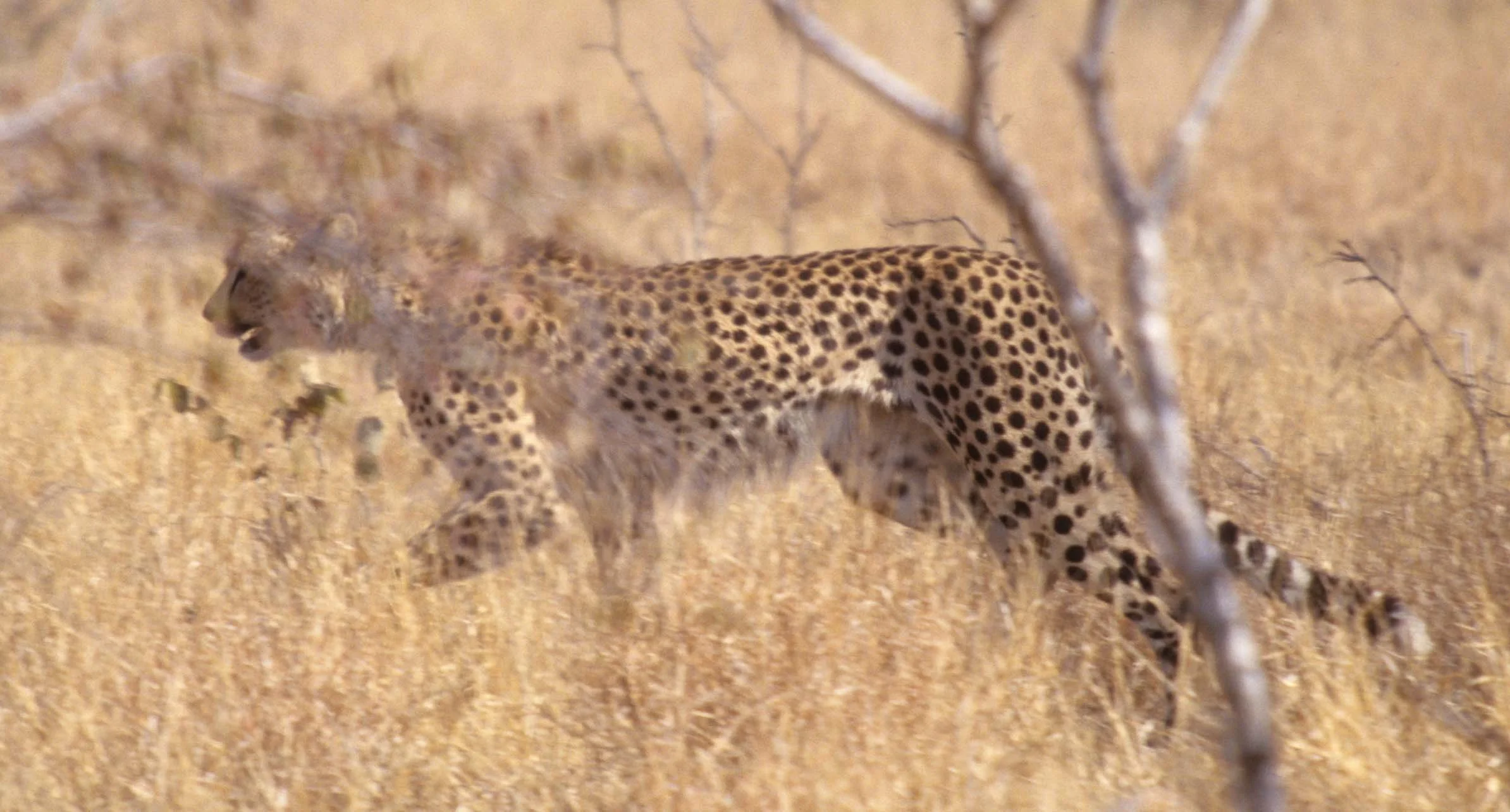 FELID - CHEETAH - KRUGER (7).jpg