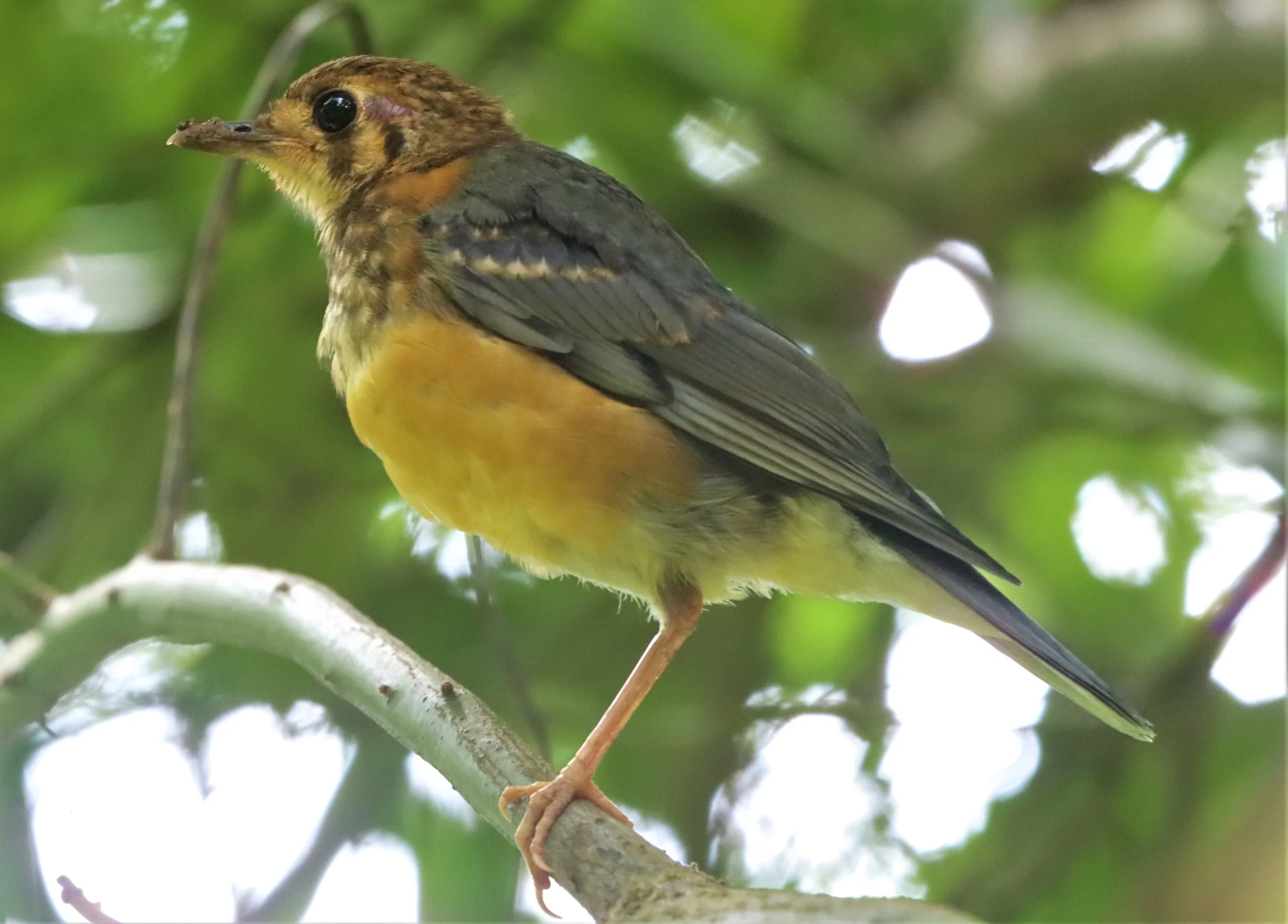 Orange-headed Thrush (Zoothera citrina) Doi Ang Kang Chiang Mai (24).jpg