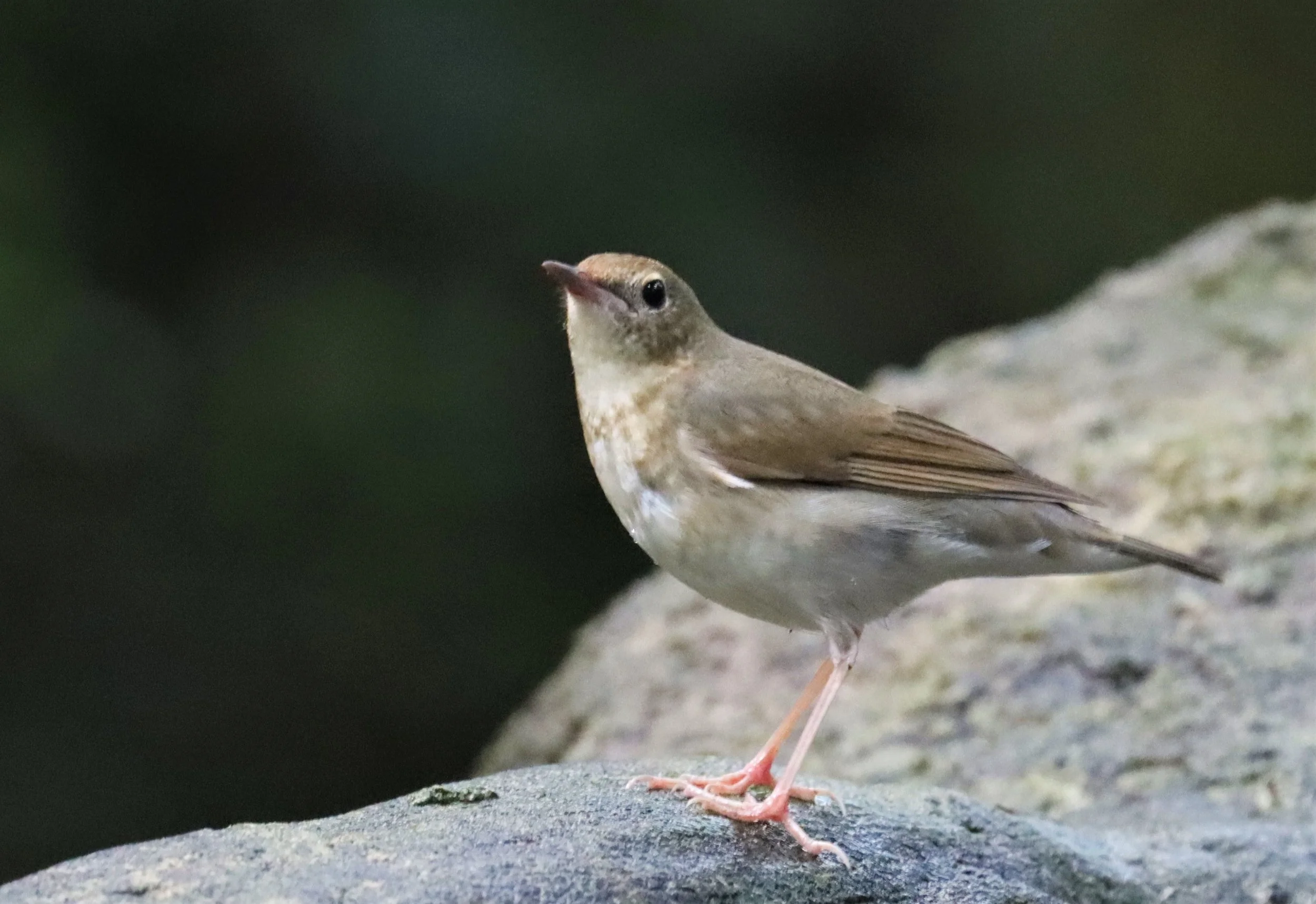 ROBIN - SIBERIAN BLUE ROBIN - Luscinia cyane - WAT THAM PRATHUN CHONBURI (16).jpg
