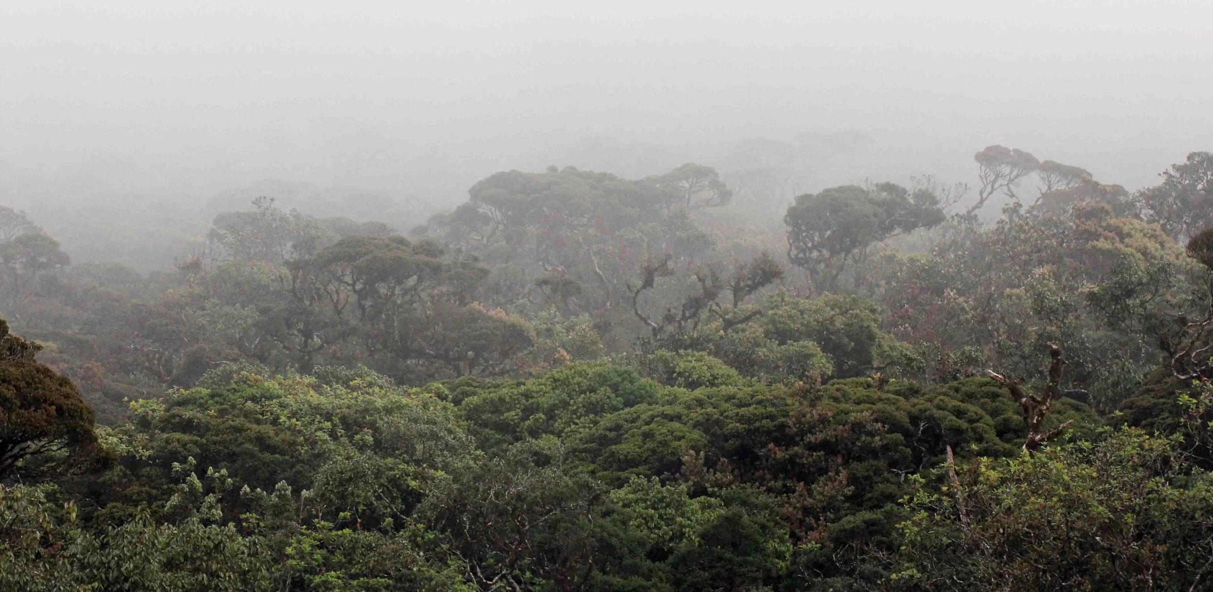 NUWARA ELIYA， HORTON PLAINS NATIONAL PARK,  SRI LANKA (13).JPG