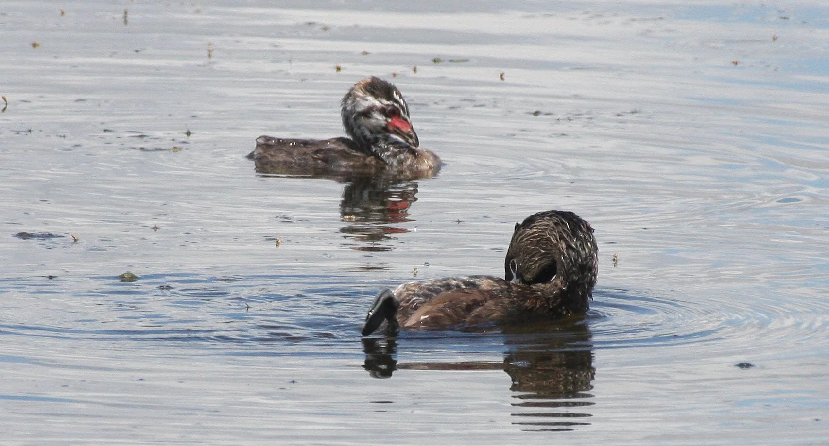 Pied-billed Grebe (Podilymbus podiceps) Ridgefield NWR Washington (39).JPG