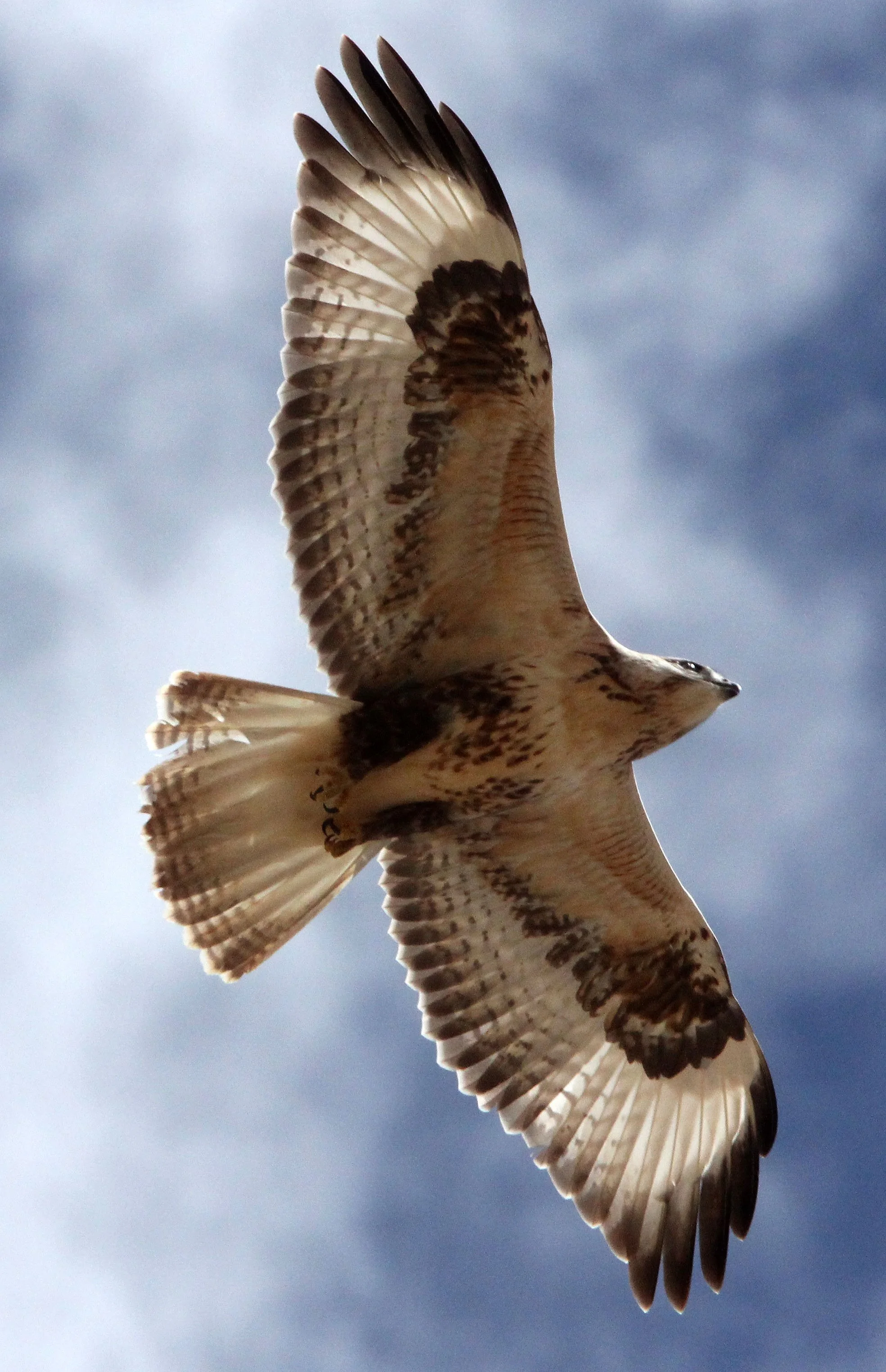 Buteo hemilasius - UPLAND BUZZARD - KU HAI LAKE QINGHAI CHINA (13).JPG