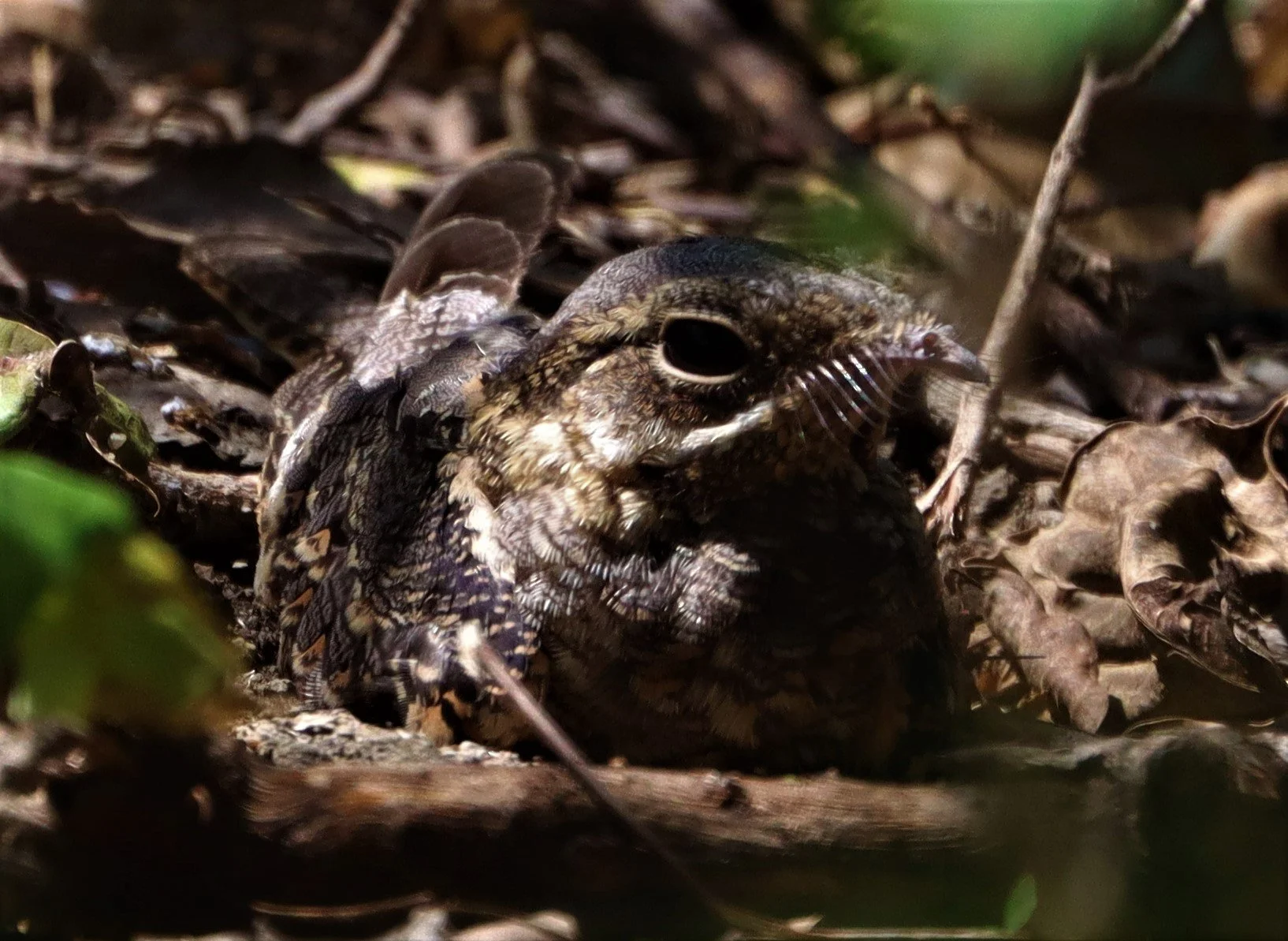 NIGHTJAR - INDIAN NIGHTJAR - BANG KAEM.jpg