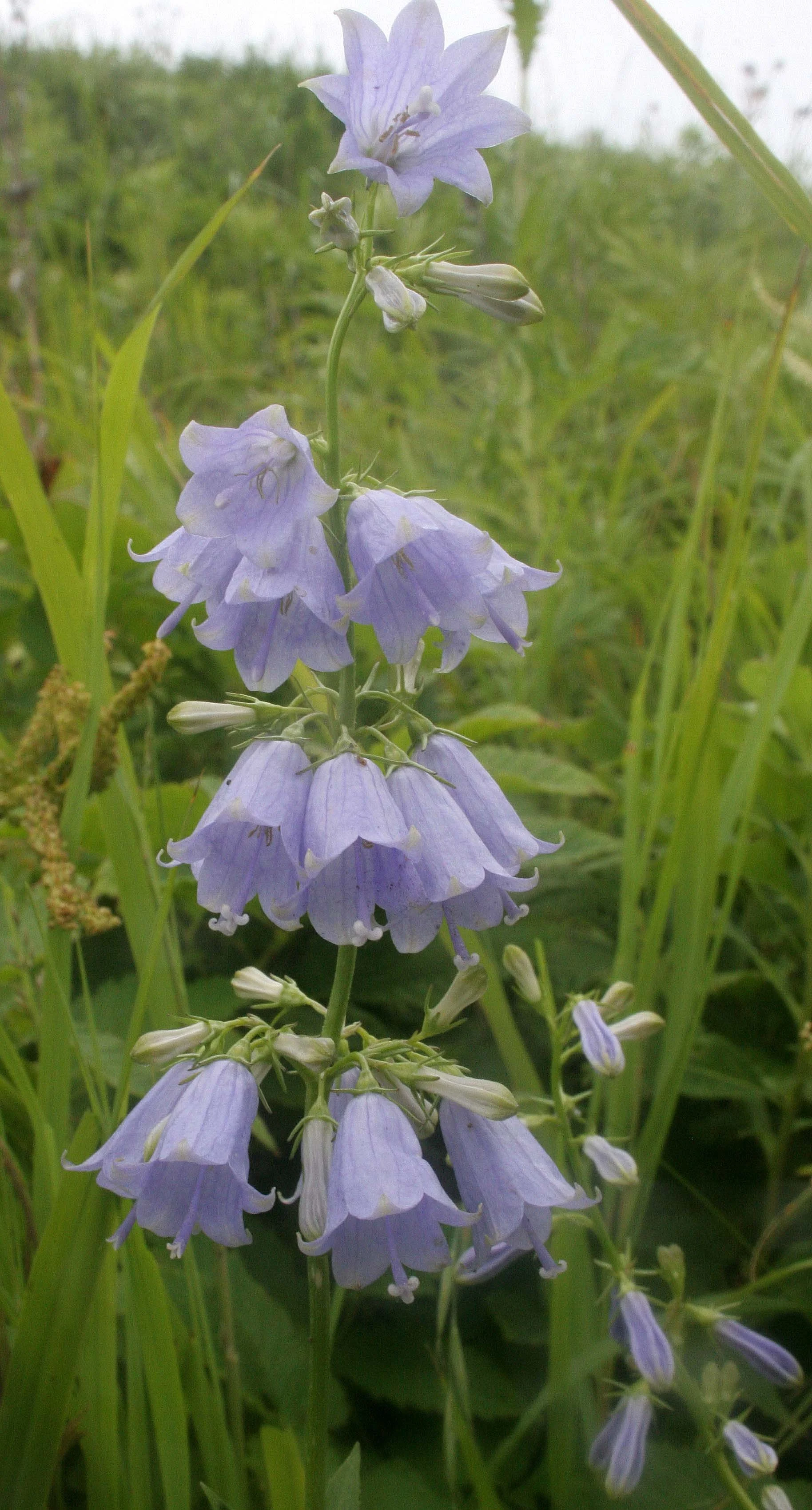 KURIL ISLANDS - FLORA  (73).jpg