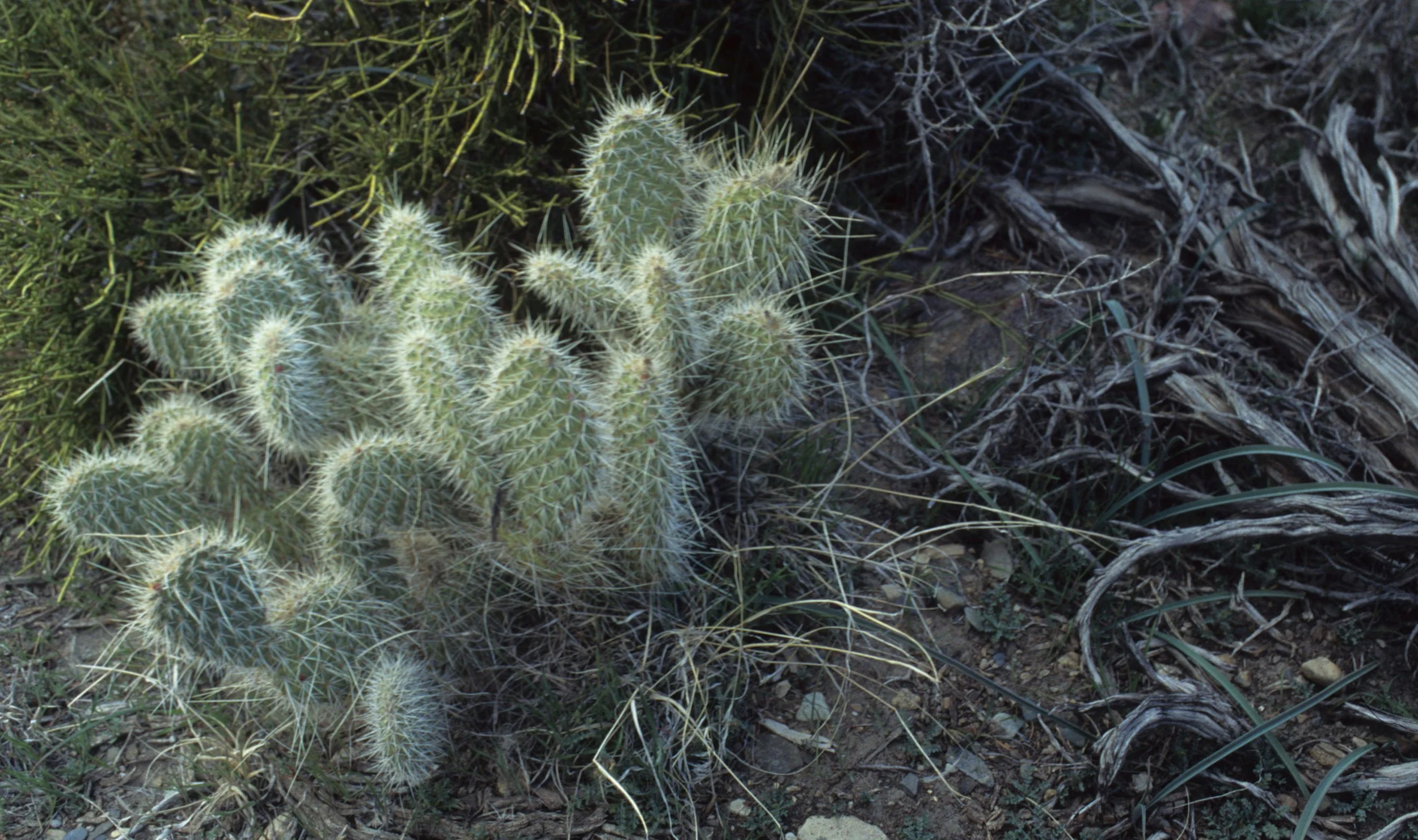 DEATH VALLEY - OPUNTIA ERINACEA URSINA - GRIZZLY BEAR PRIKLYPEAR.jpg
