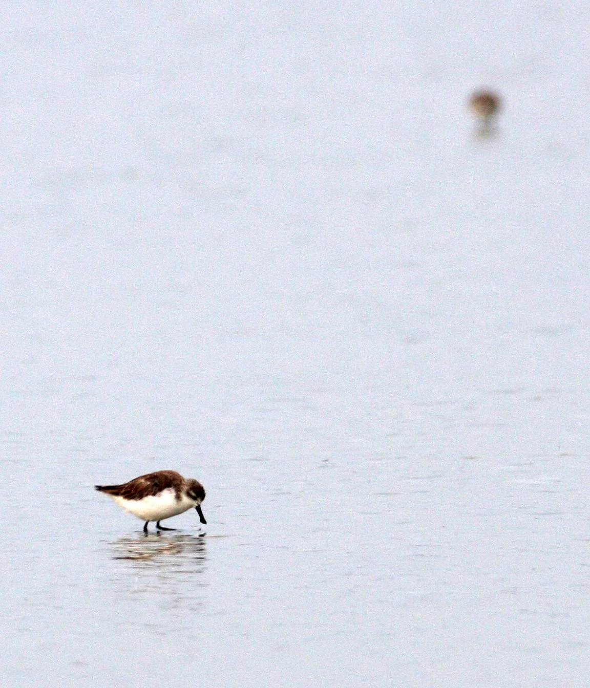 BIRD - SANDPIPER - SPOON-BILLED SANDPIPER - PAK THALE PETCHABURI PROVINCE THAILAND (7).JPG